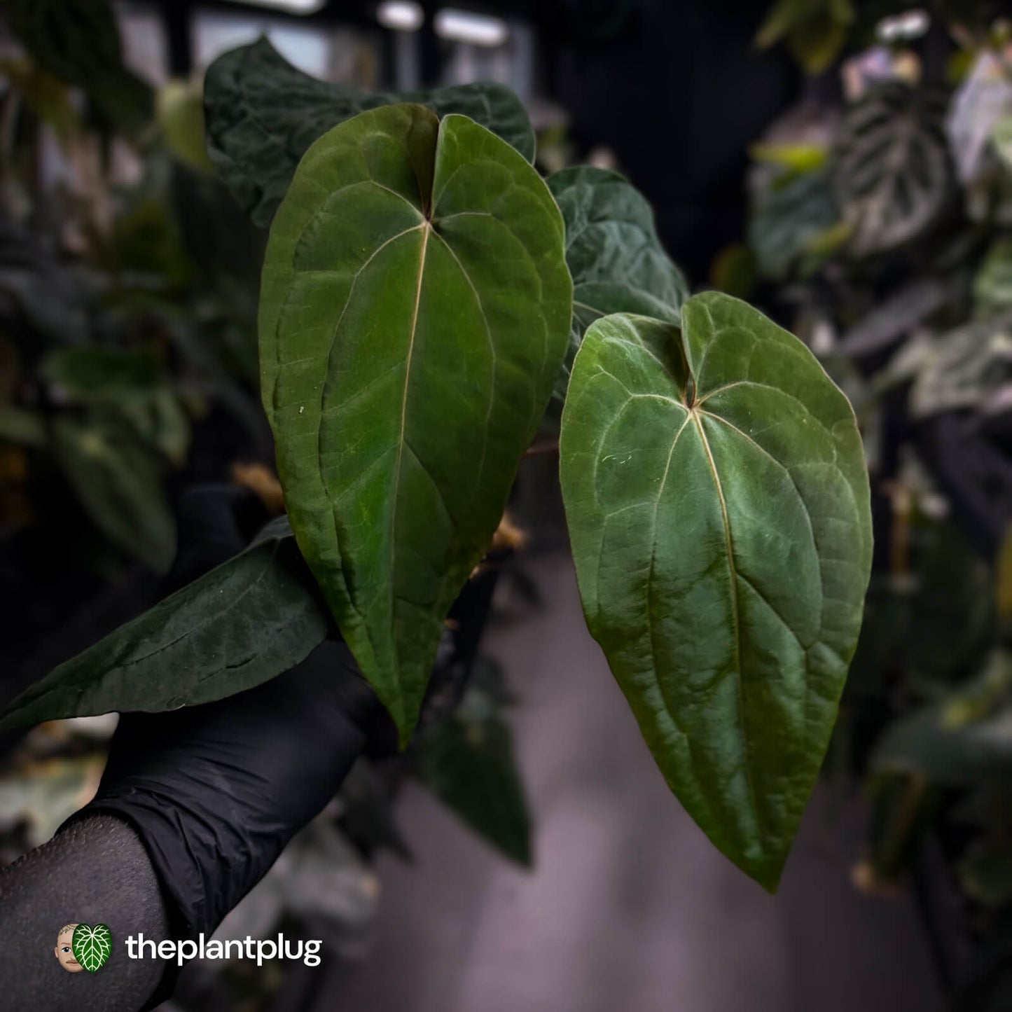 Anthurium ('Midnight Velvet' x pap) x 'Roman' • select