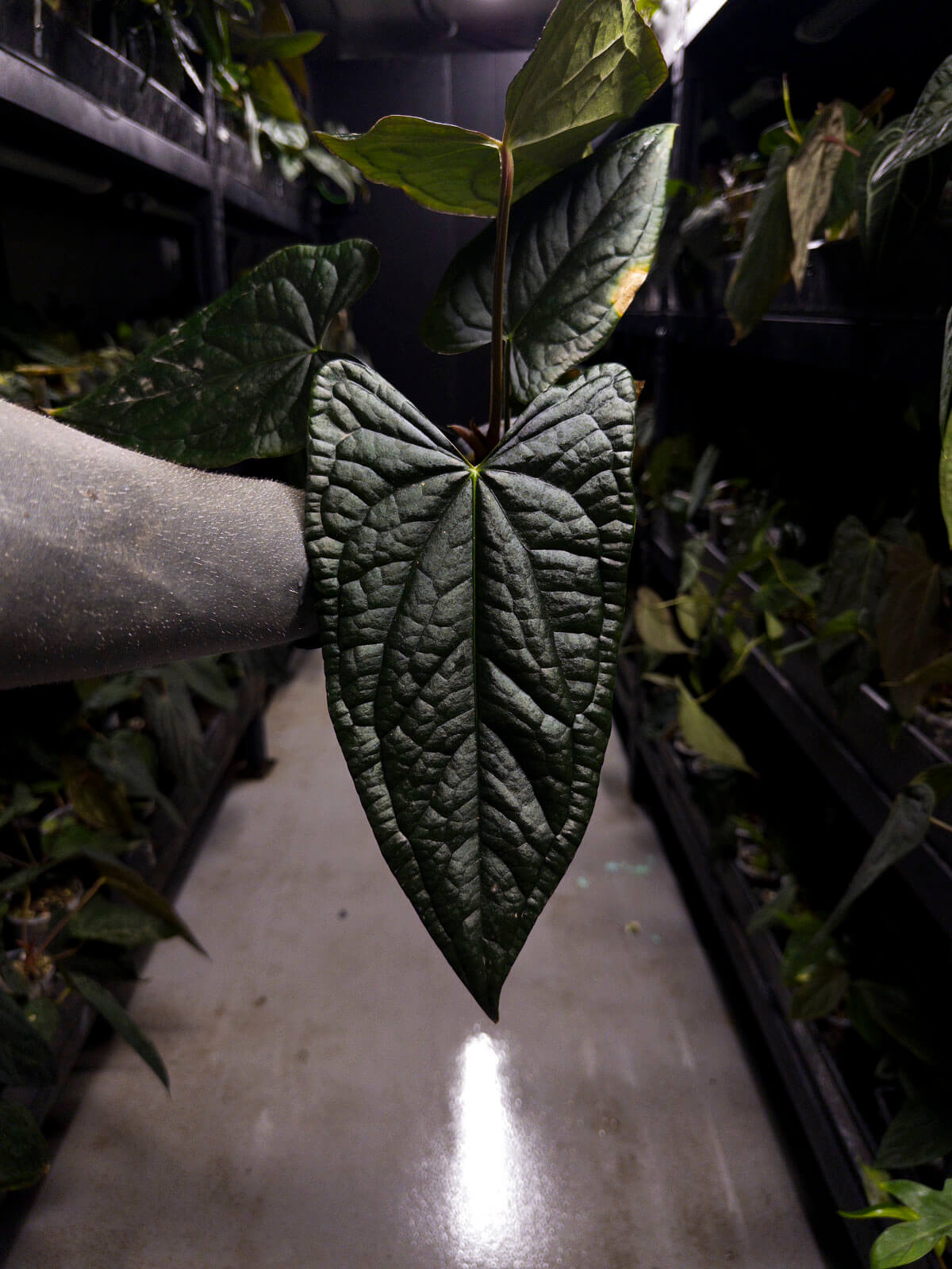 Anthurium #TacoTuesdays • holdback clone