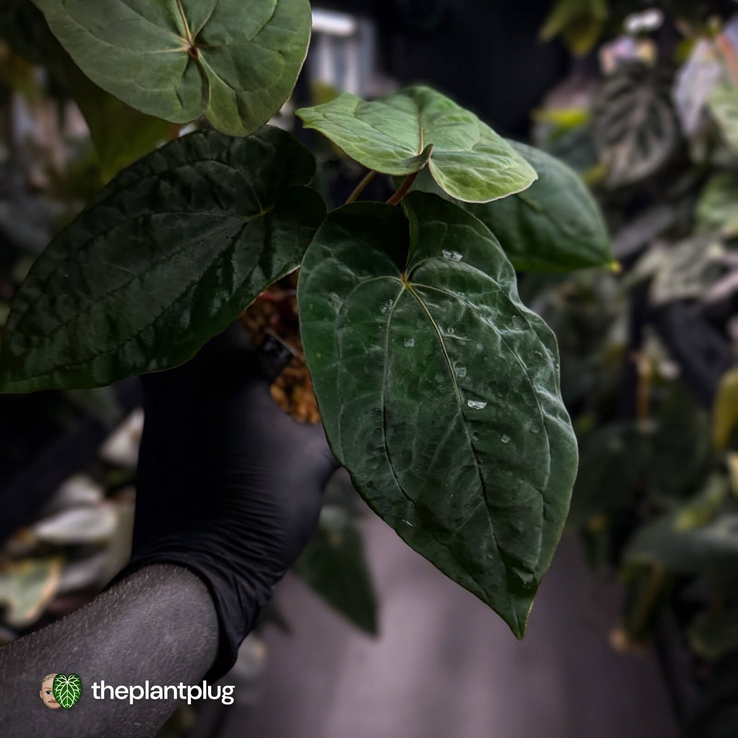 Anthurium ('Midnight Velvet' x pap) x 'Roman' • select
