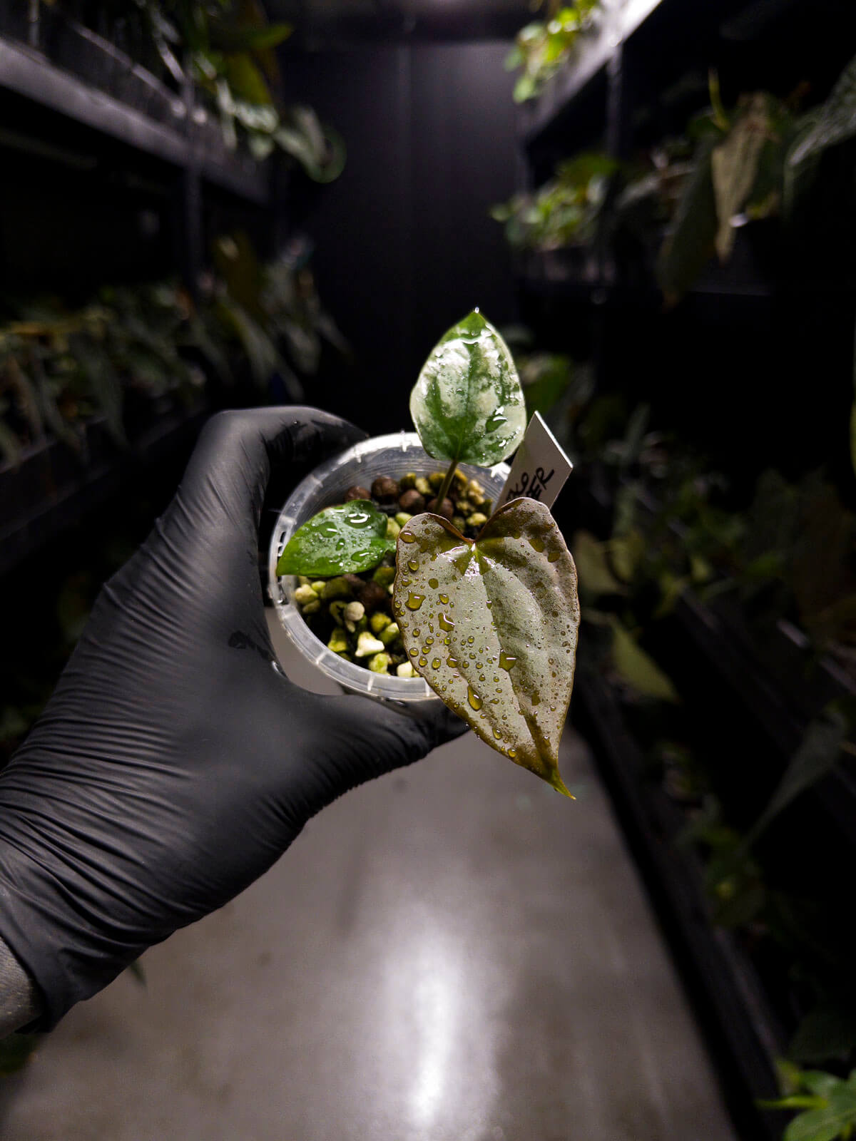 Anthurium #TacoTuesdays • holdback clone