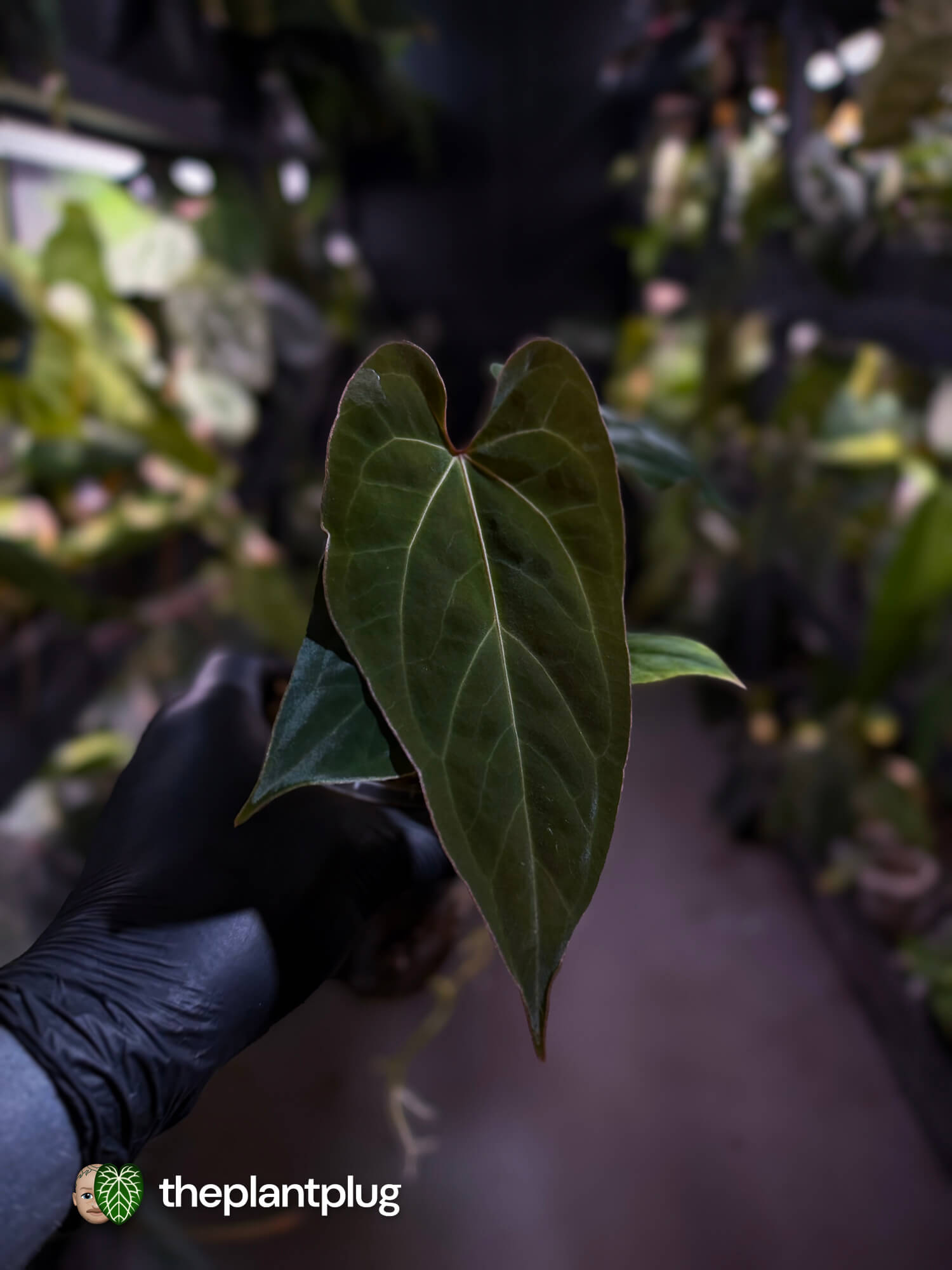 Anthurium besseae aff 'Elektra' x sp. 'Peru Velvet'