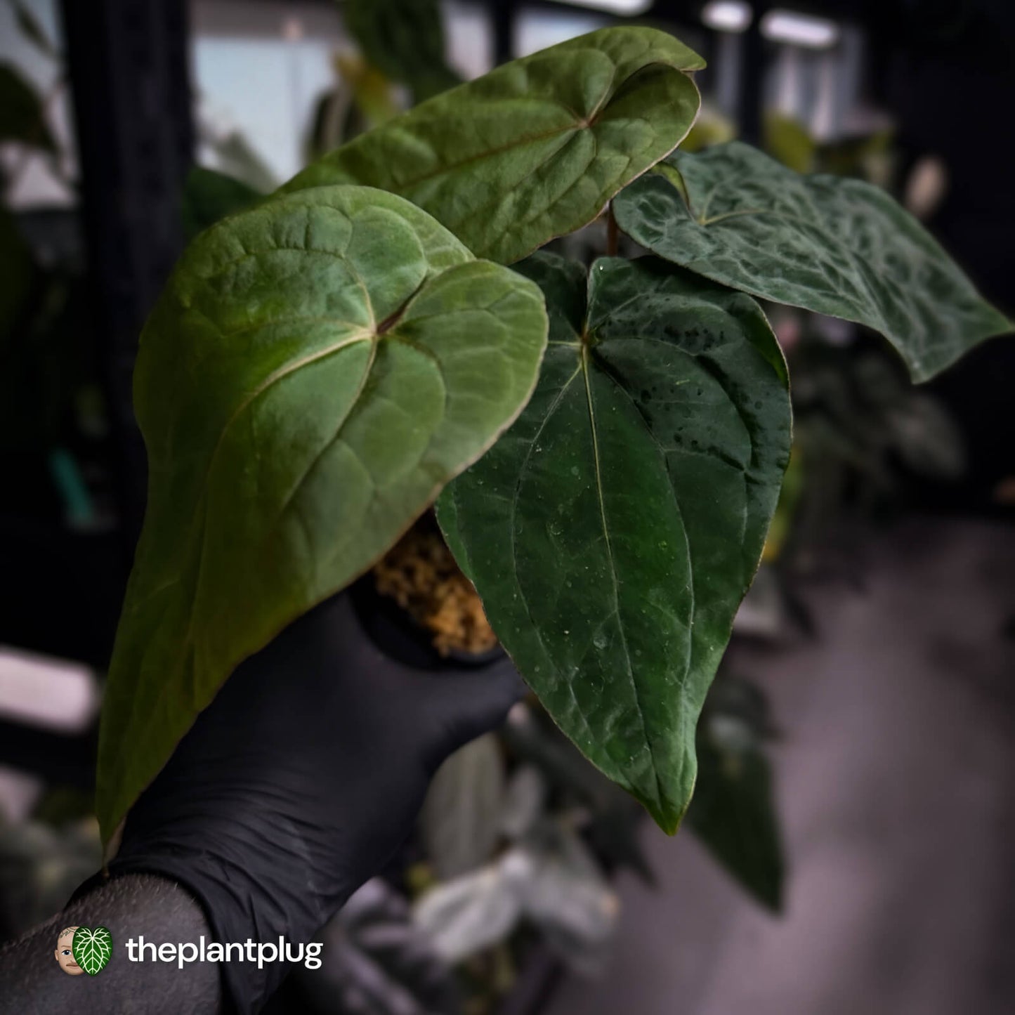 Anthurium ('Midnight Velvet' x pap) x 'Roman' • select