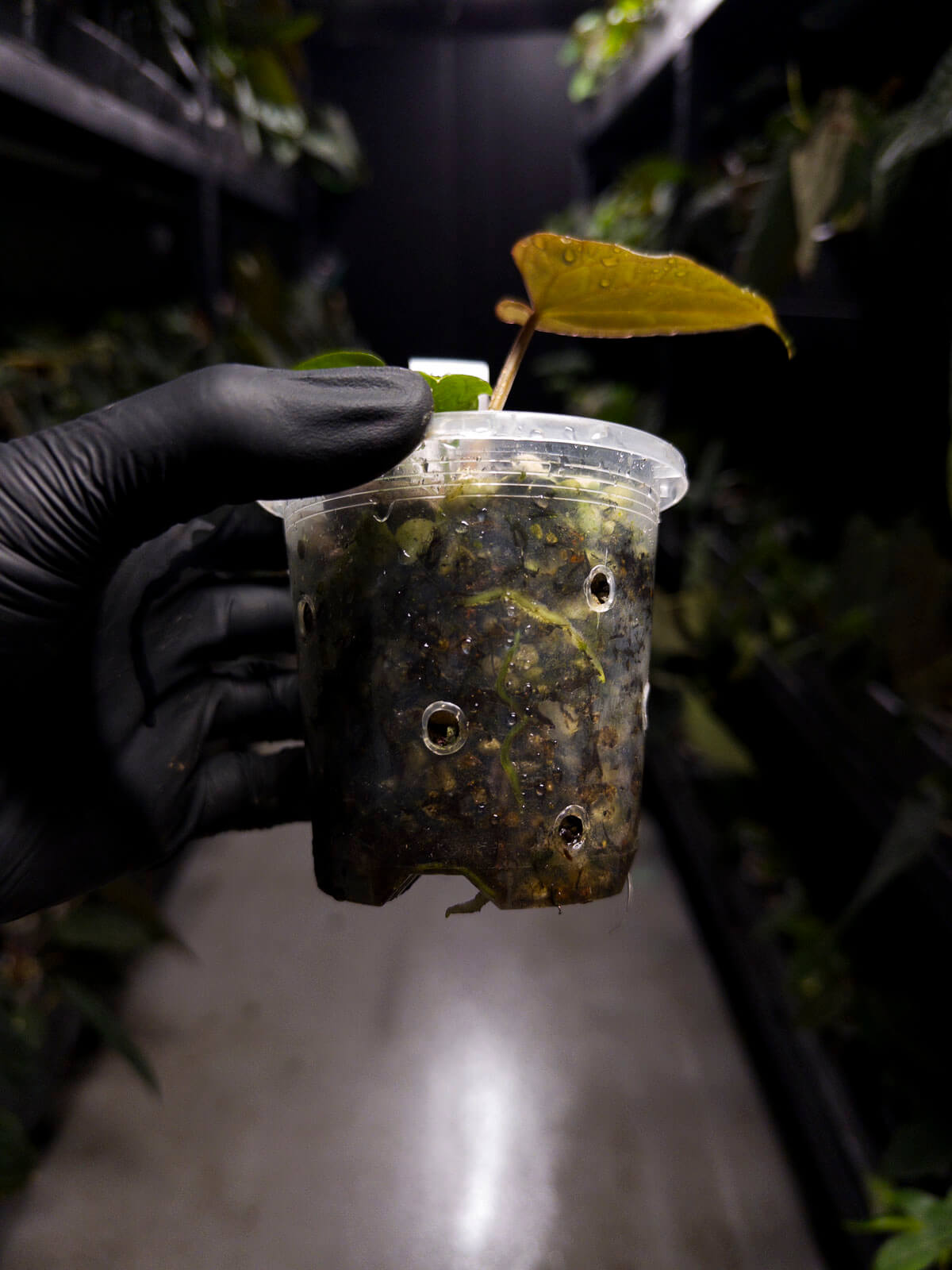 Anthurium #TacoTuesdays • holdback clone