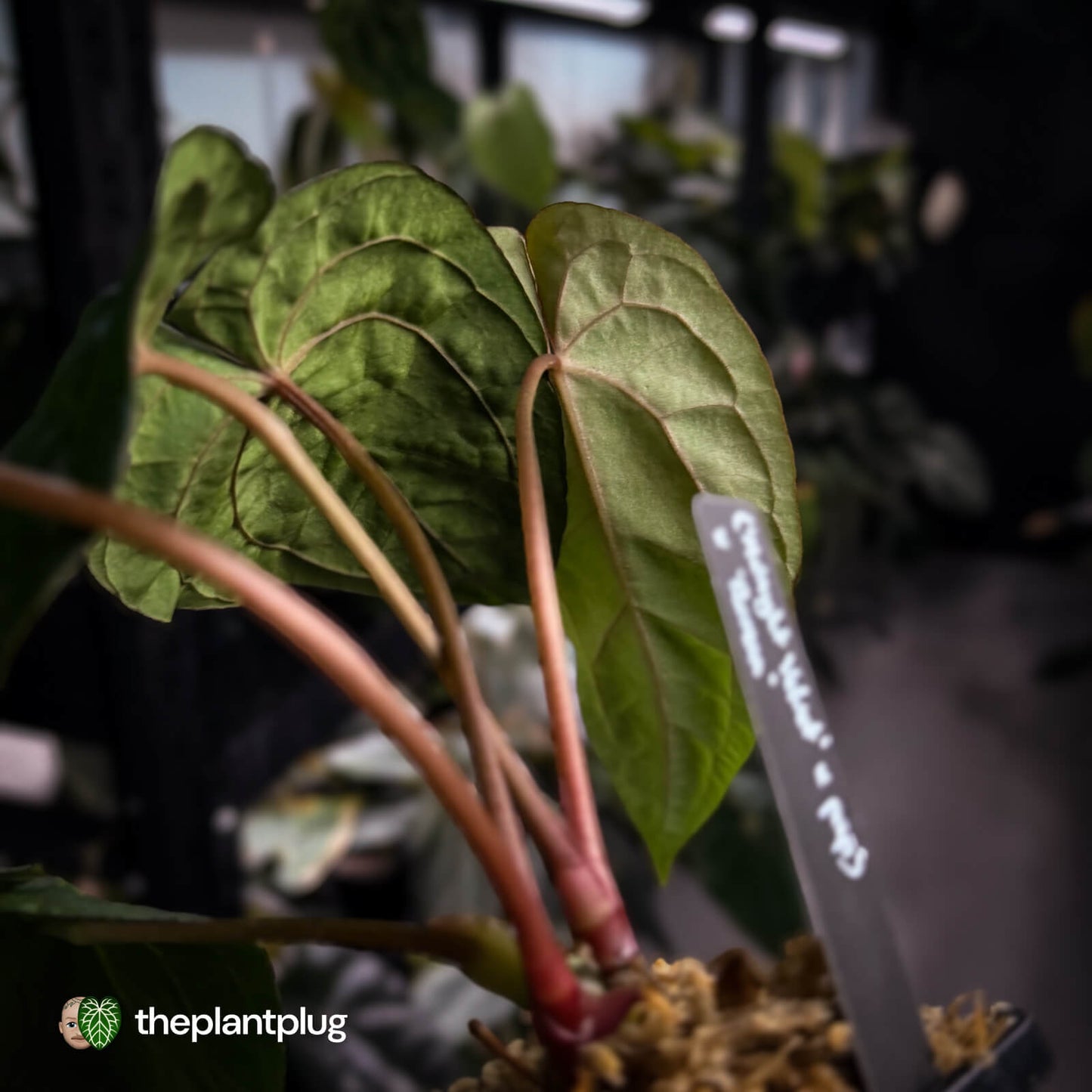 Anthurium ('Midnight Velvet' x pap) x 'Roman' • select