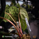 Anthurium ('Midnight Velvet' x pap) x 'Roman' • select