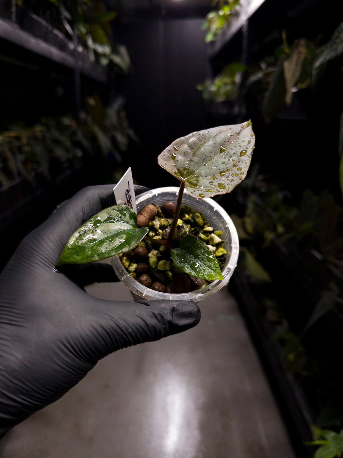 Anthurium #TacoTuesdays • holdback clone