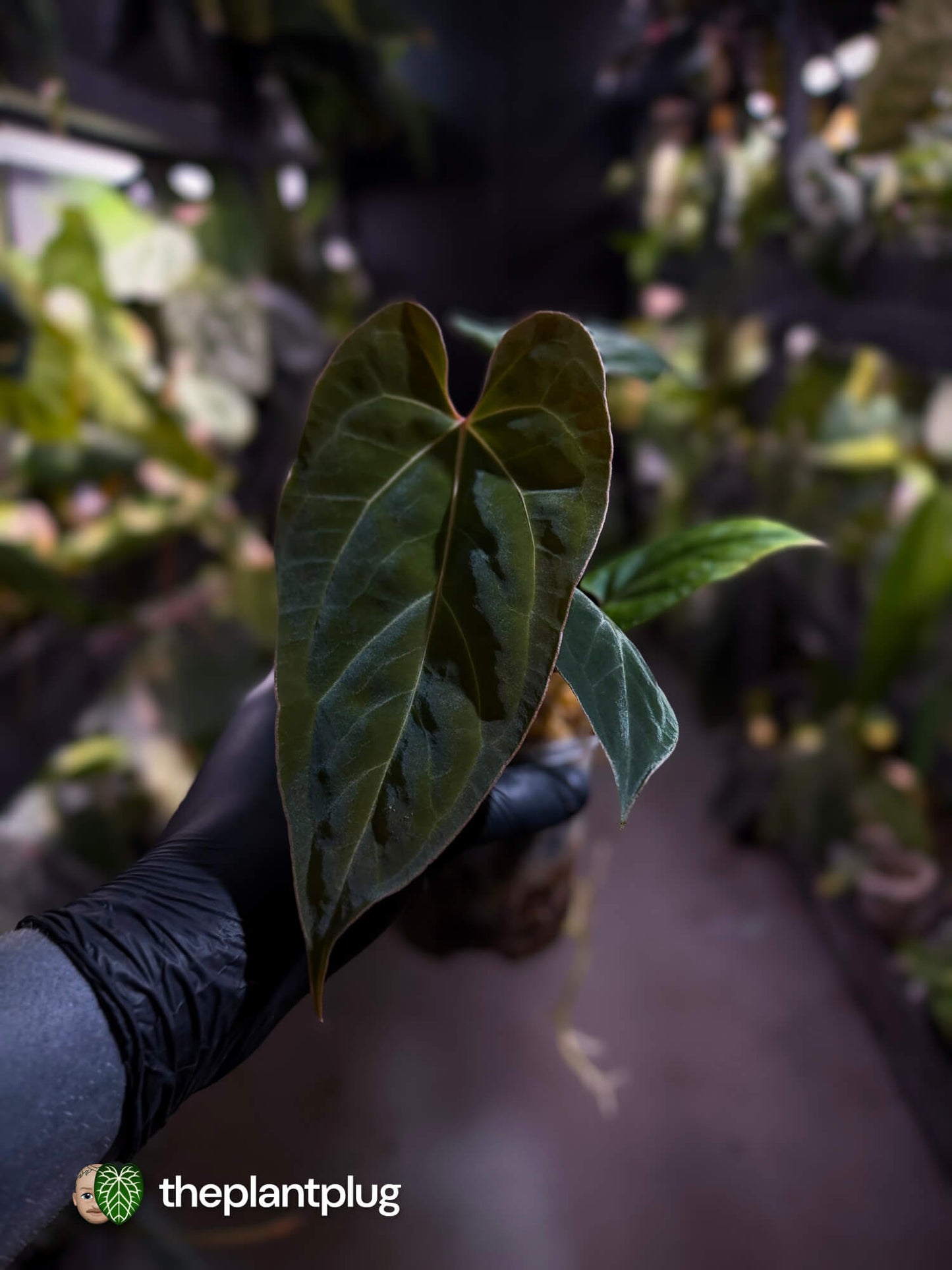 Anthurium besseae aff 'Elektra' x sp. 'Peru Velvet'