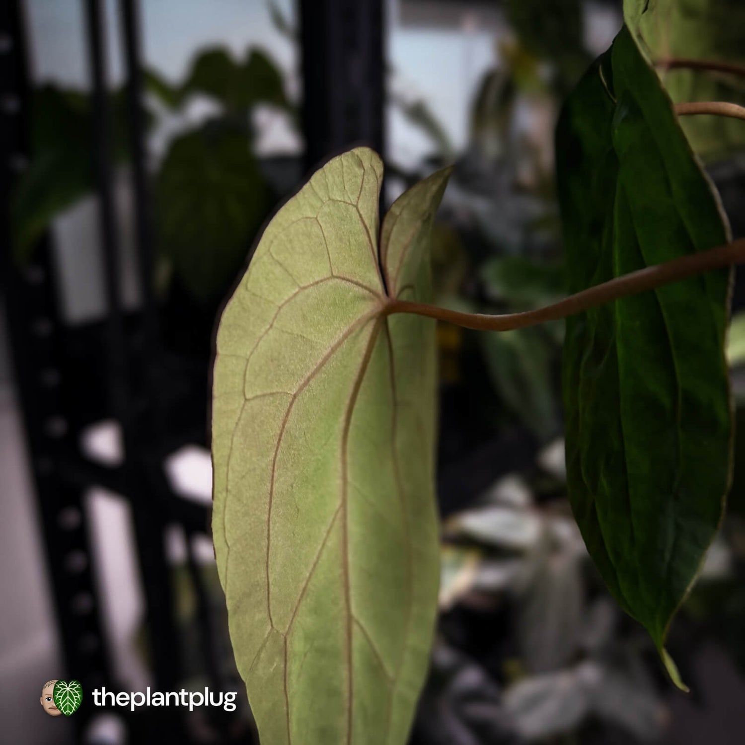 Anthurium ('Midnight Velvet' x pap) x 'Roman' • select