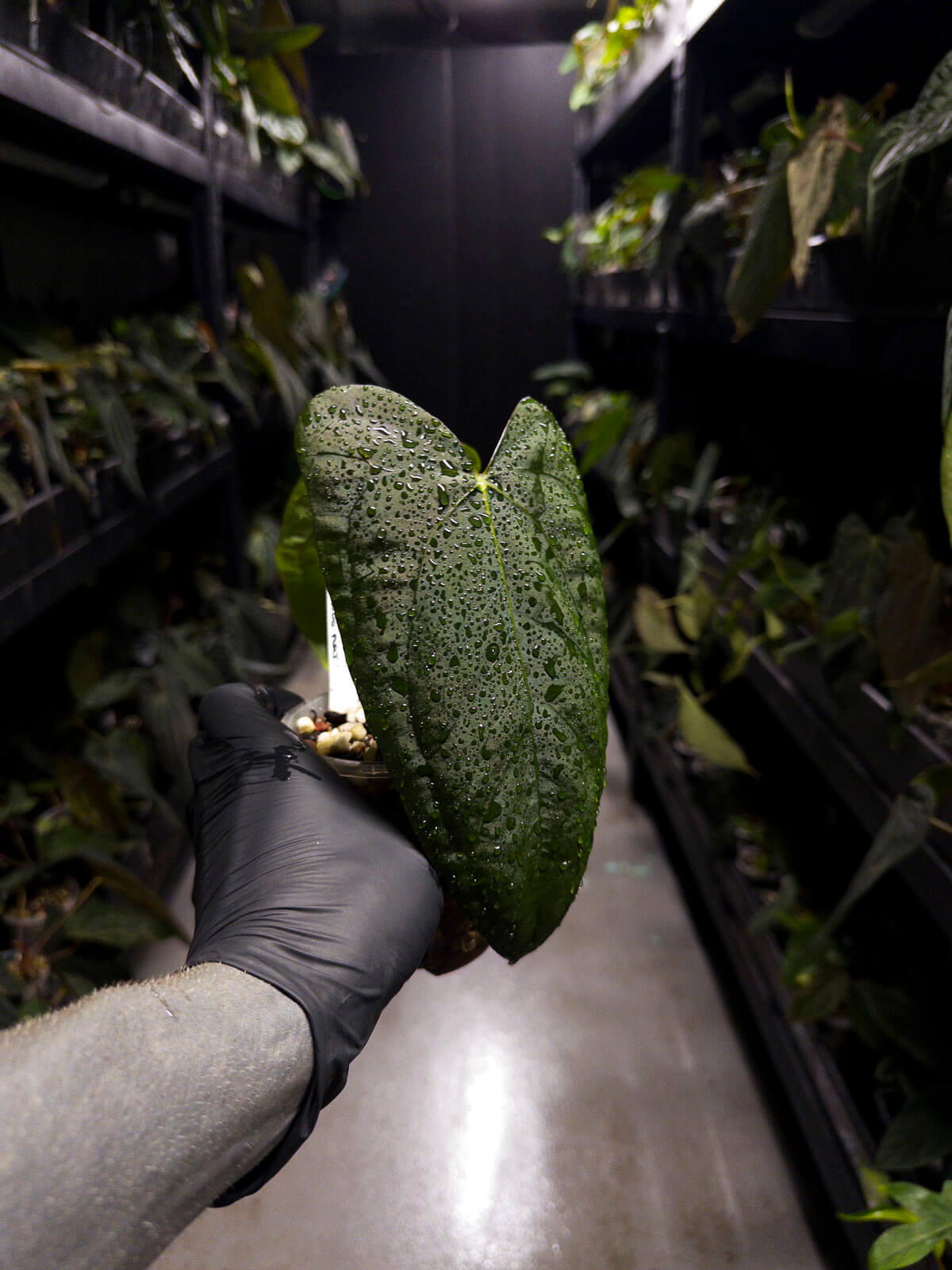 Anthurium #MidnightVelvet x 'Indo Portillae'