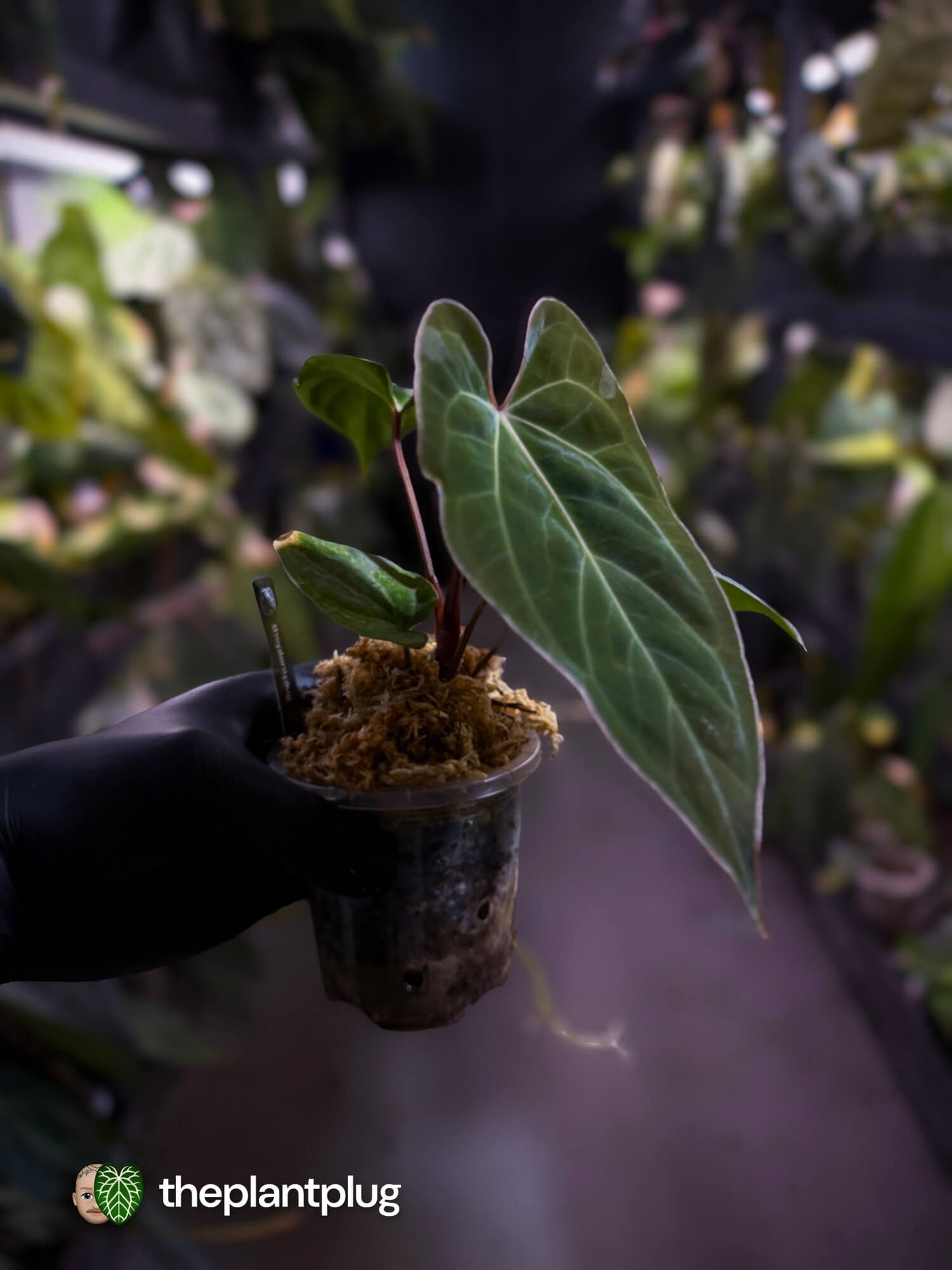 Anthurium besseae aff 'Elektra' x sp. 'Peru Velvet'