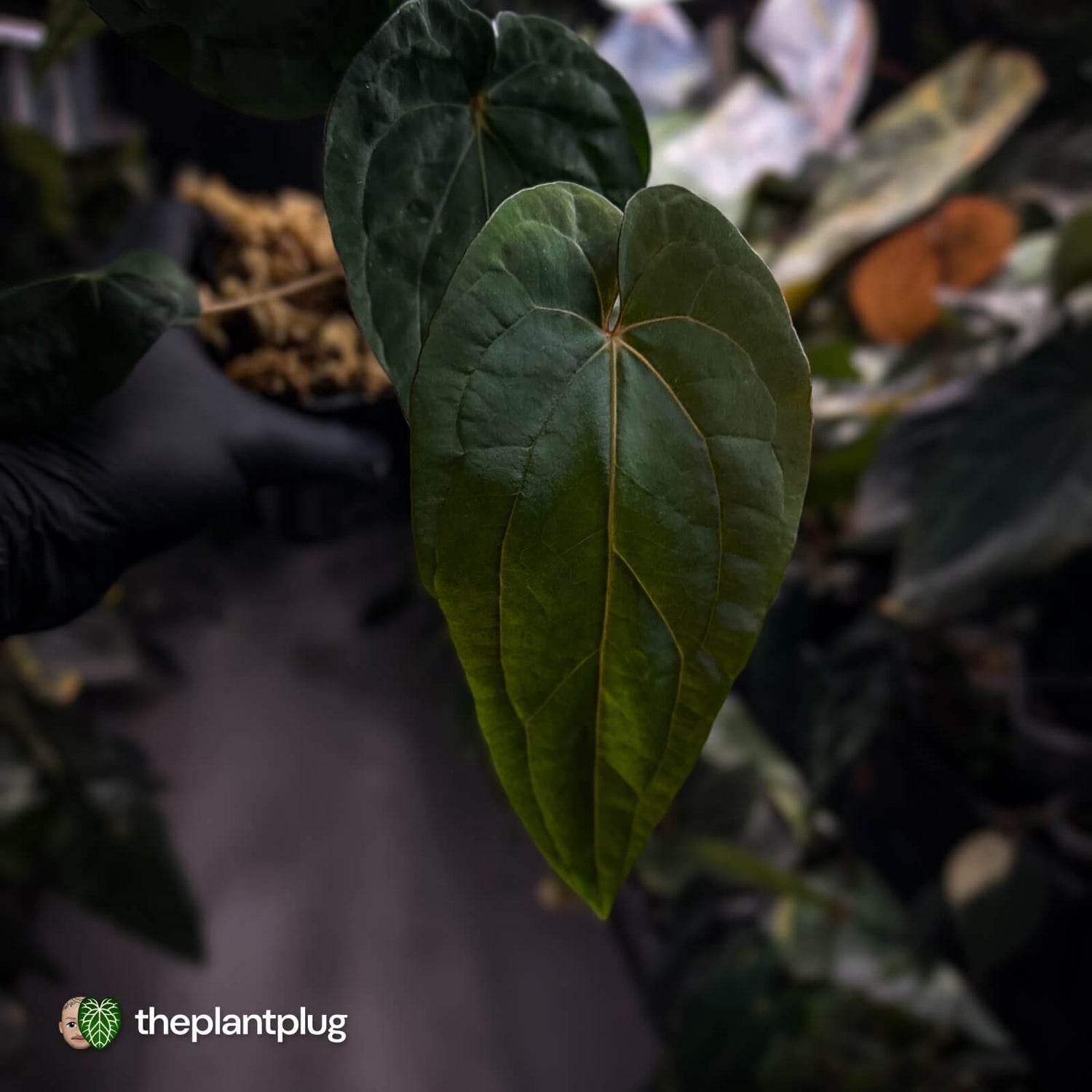 Anthurium ('Midnight Velvet' x pap) x 'Roman' • select