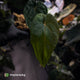 Anthurium ('Midnight Velvet' x pap) x 'Roman' • select
