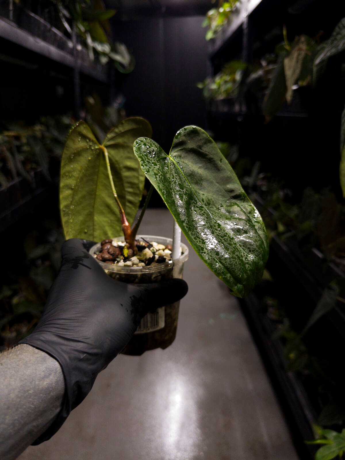 Anthurium #MidnightVelvet x 'Indo Portillae'