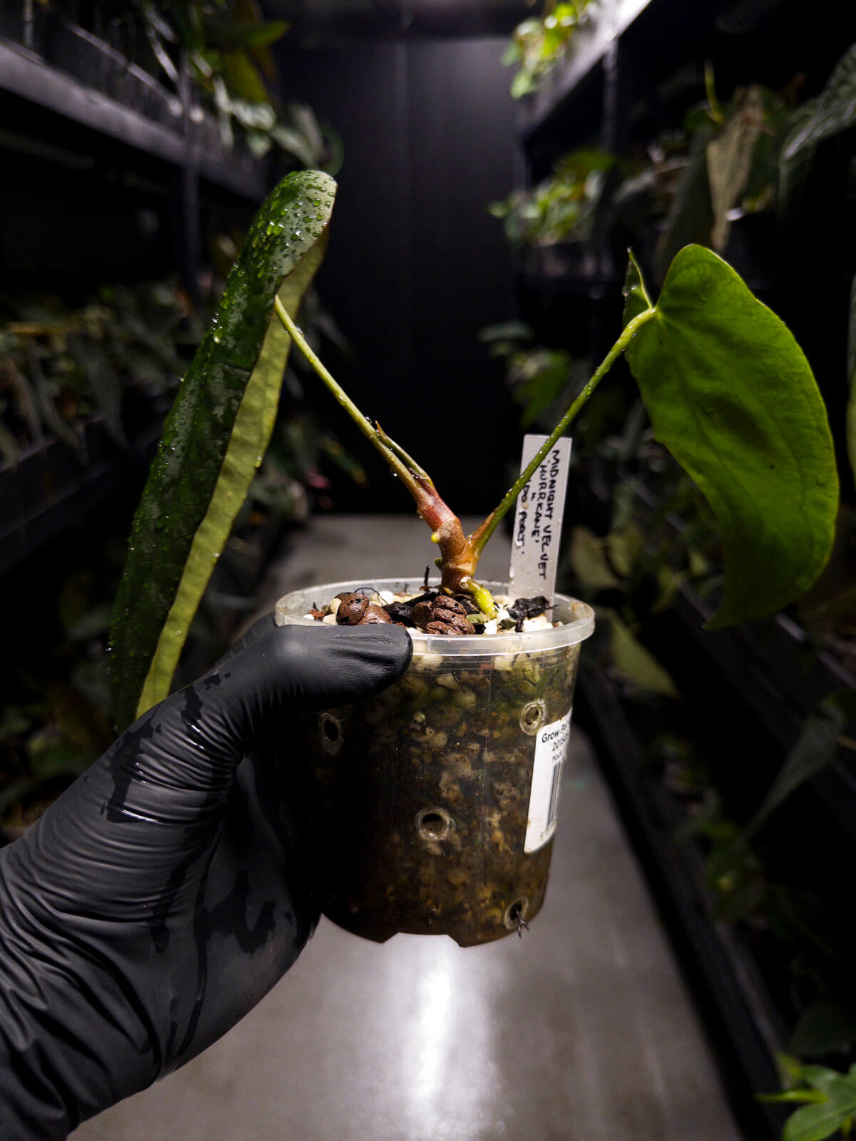 Anthurium #MidnightVelvet x 'Indo Portillae'