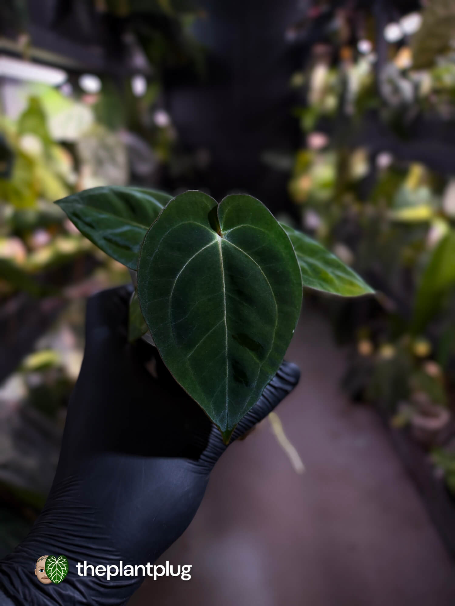 Anthurium (carlablackiae x besseae aff) x (antolakii x 'Dark Phoenix')