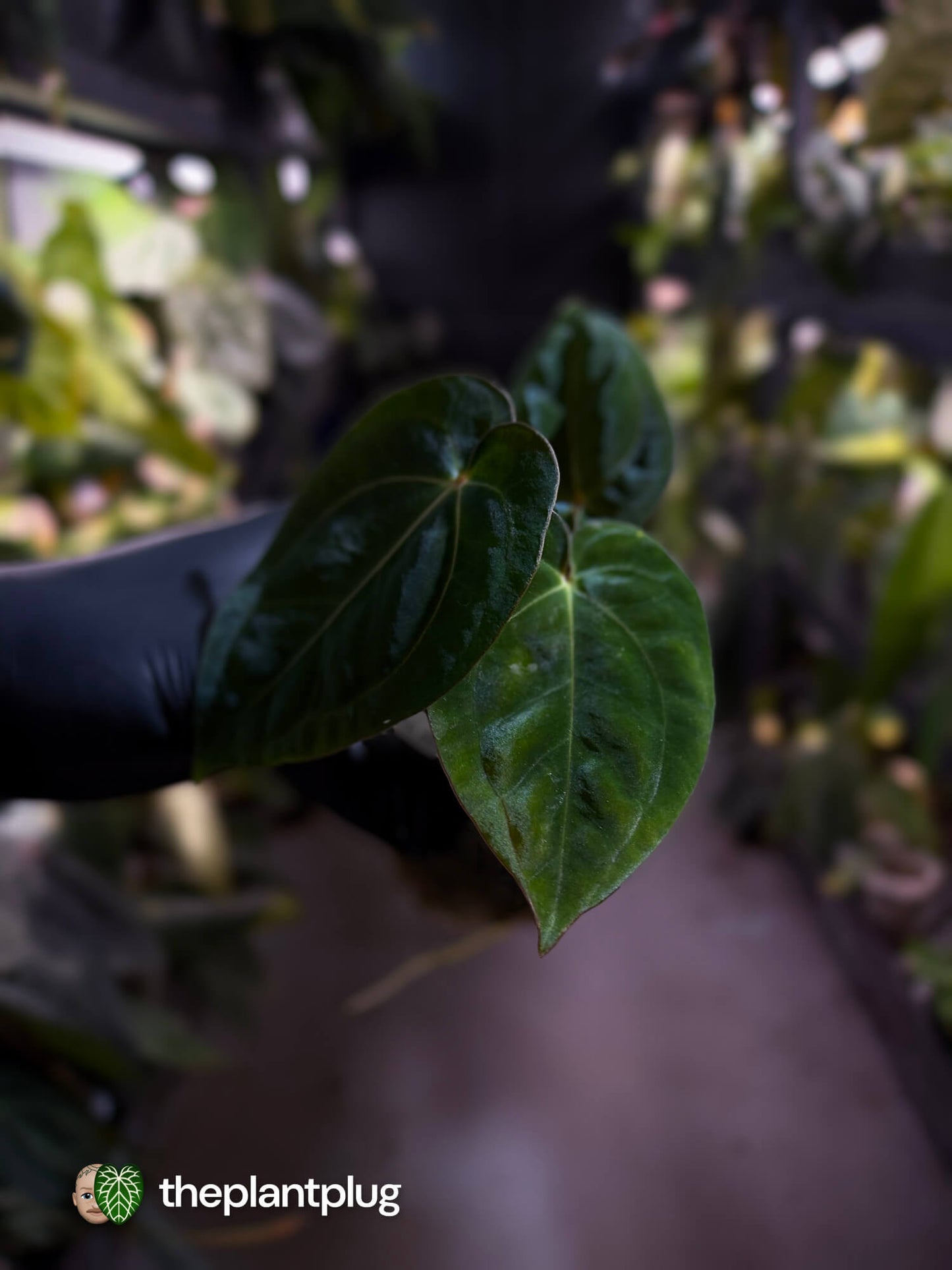 Anthurium (carlablackiae x besseae aff) x (antolakii x 'Dark Phoenix')