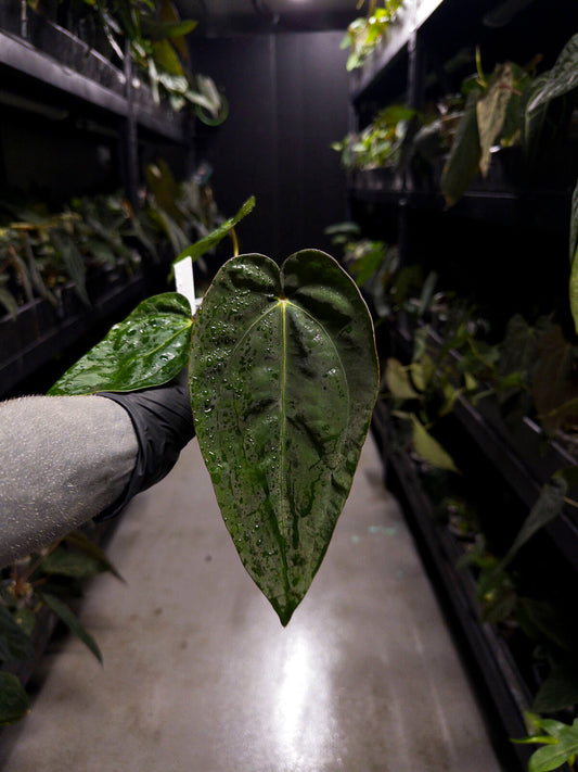 Anthurium #Beelzebub '3' • select holdback clone