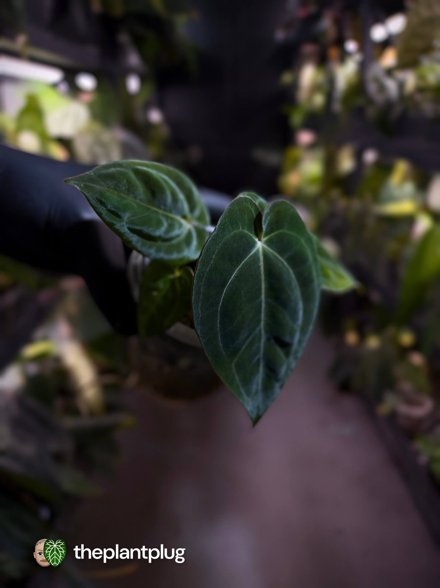 Anthurium (carlablackiae x besseae aff) x (antolakii x 'Dark Phoenix')