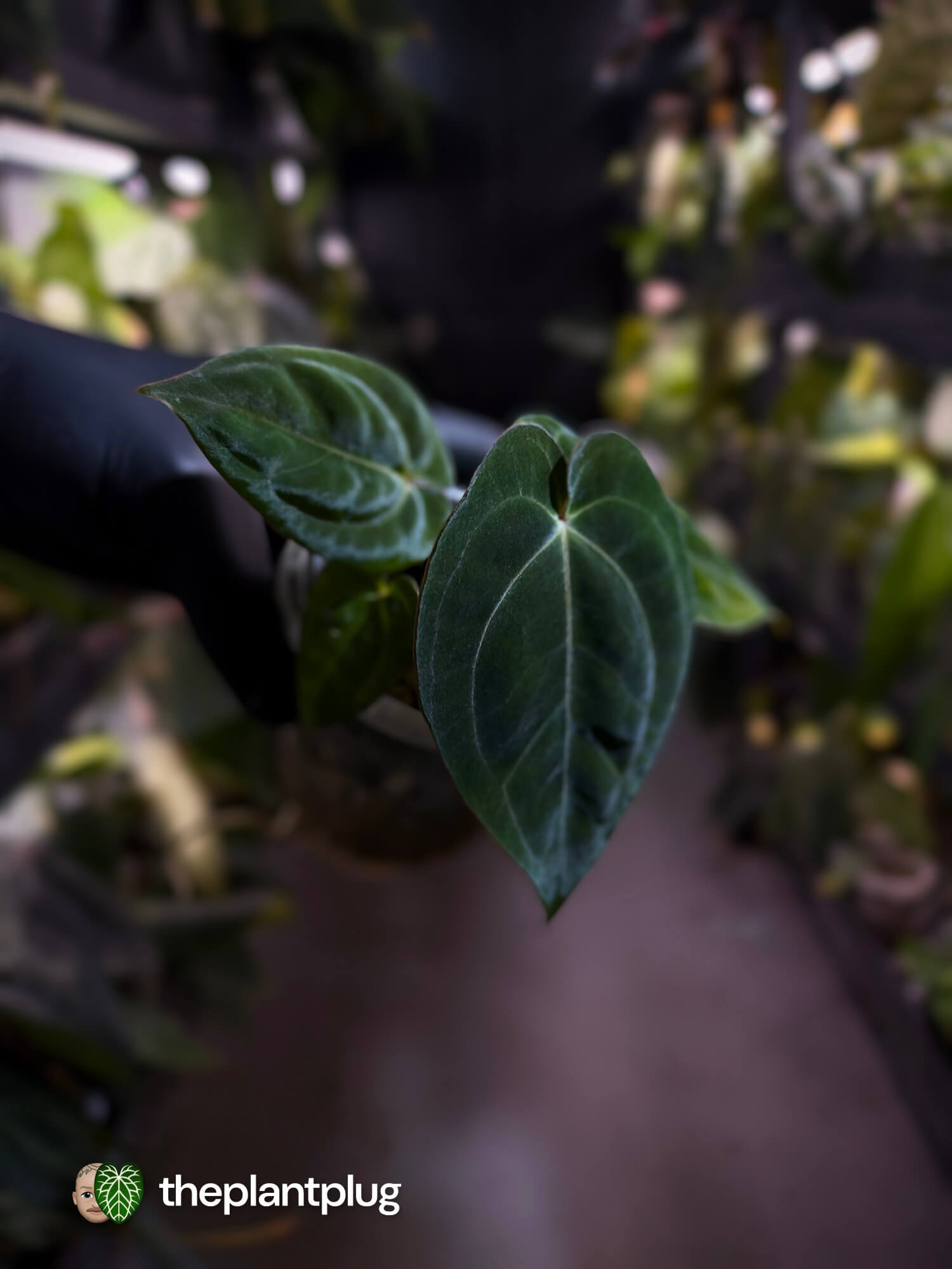 Anthurium (carlablackiae x besseae aff) x (antolakii x 'Dark Phoenix')