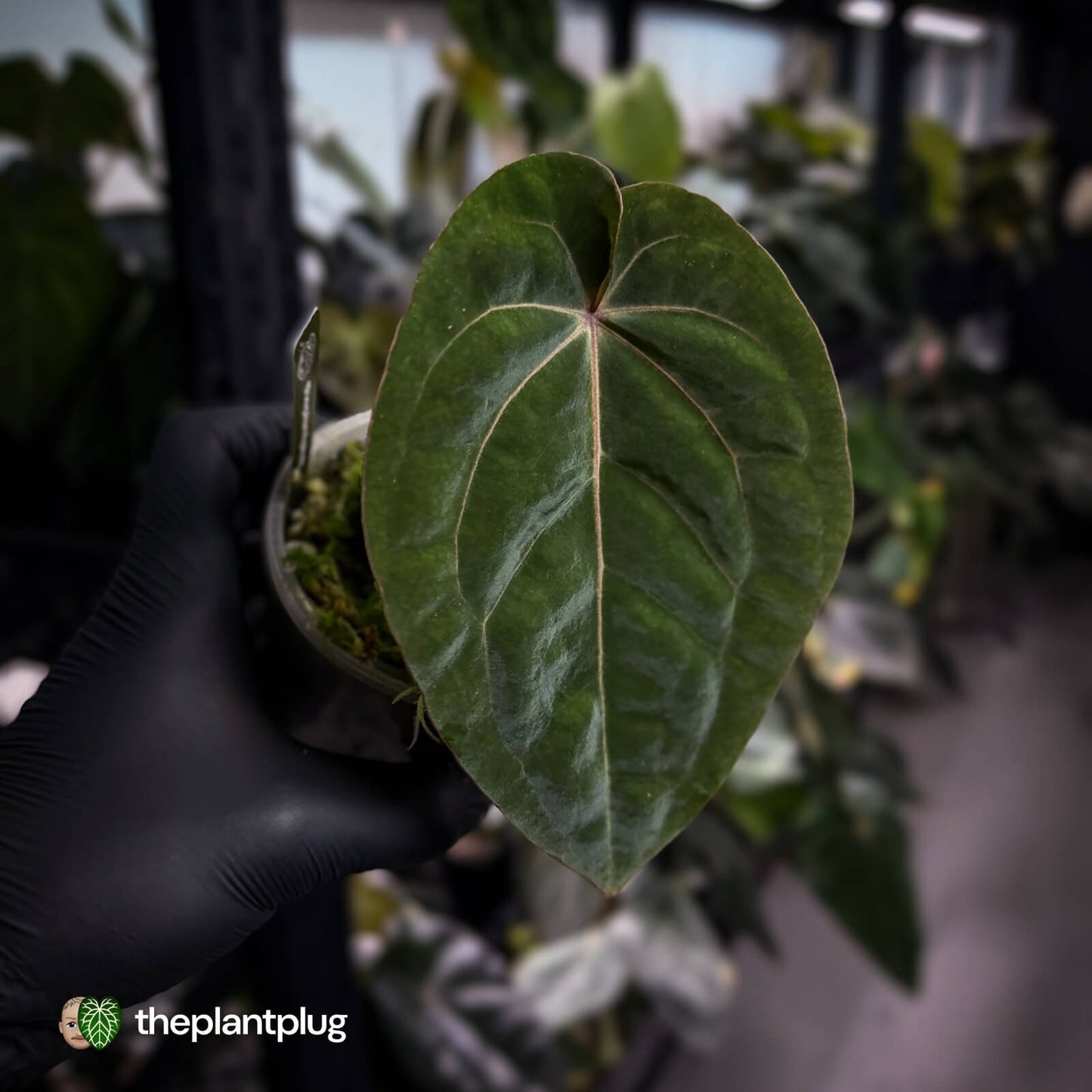 Anthurium 'Bloodmoon' (prev. 'Hoffmanii Red Sinus')🩸