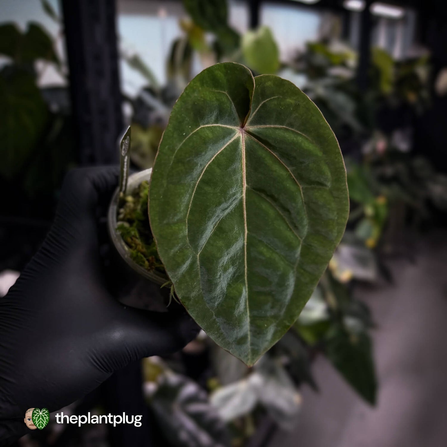 Anthurium 'Bloodmoon' (prev. 'Hoffmanii Red Sinus')🩸