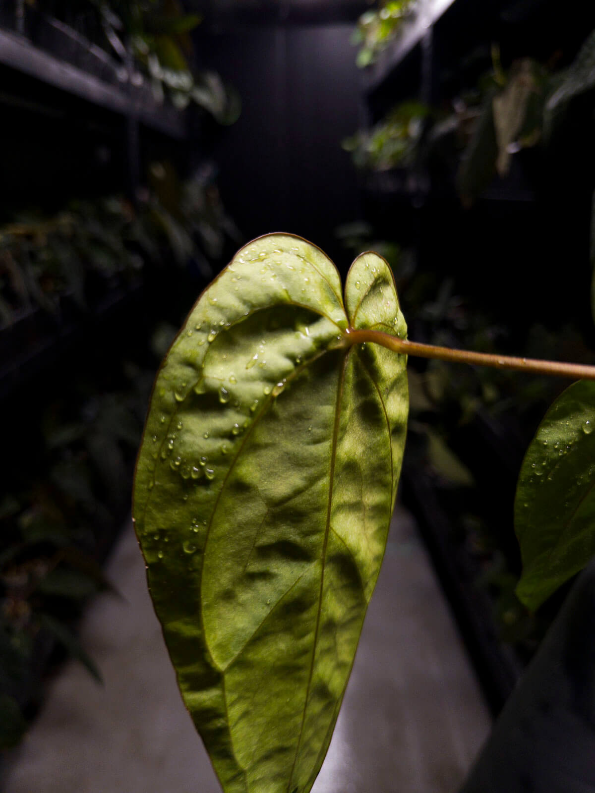 Anthurium #Beelzebub '3' • select holdback clone