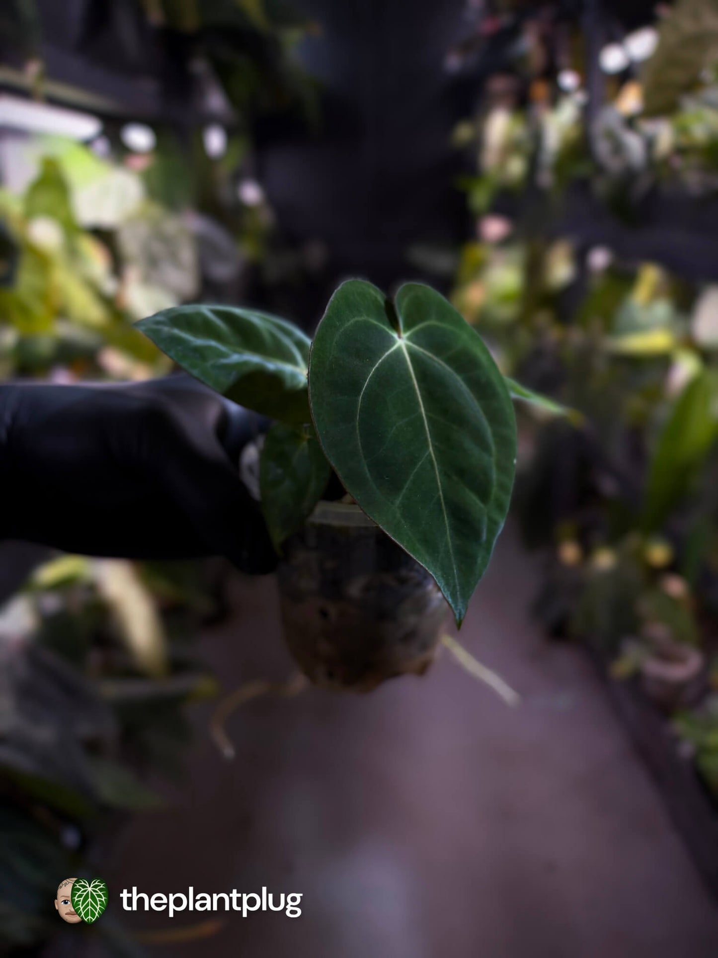 Anthurium (carlablackiae x besseae aff) x (antolakii x 'Dark Phoenix')