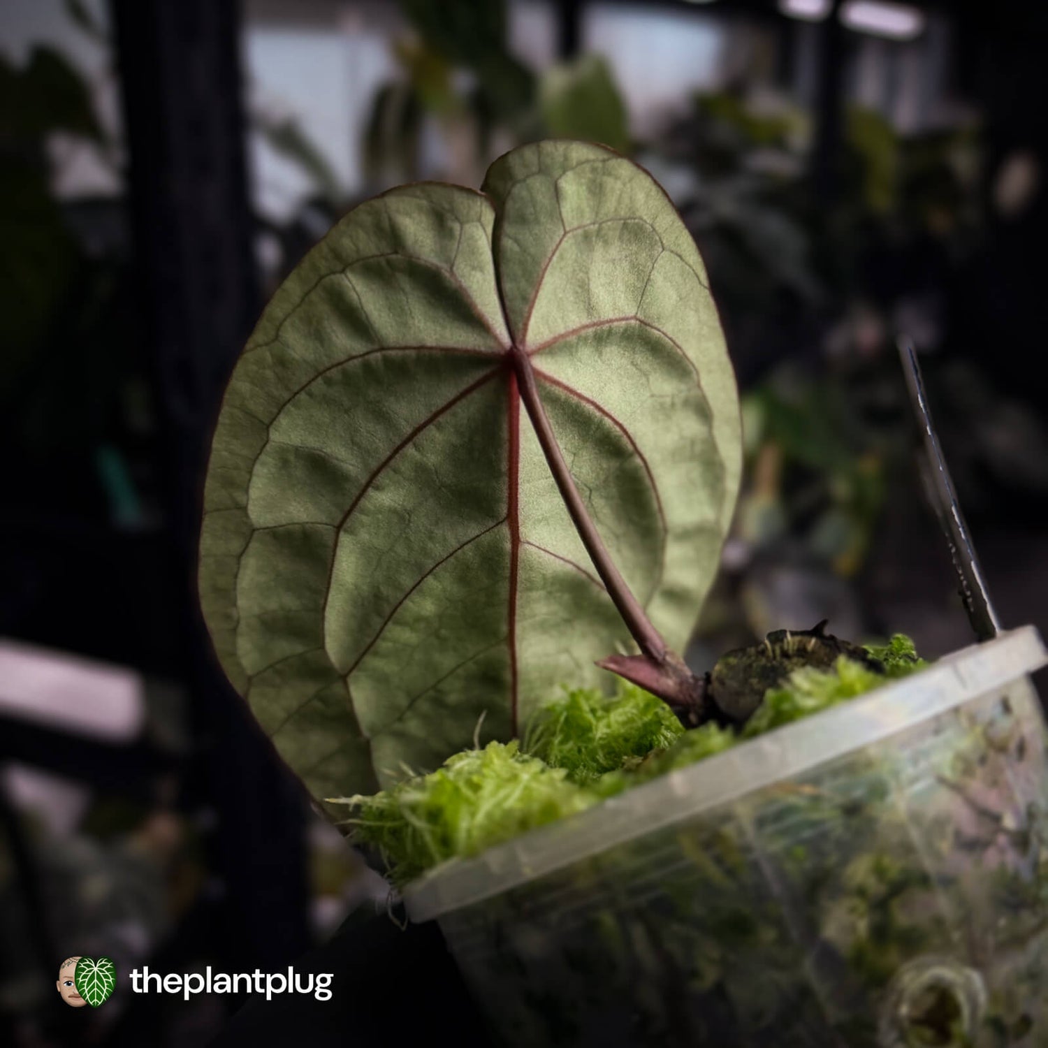 Anthurium 'Bloodmoon' (prev. 'Hoffmanii Red Sinus')🩸