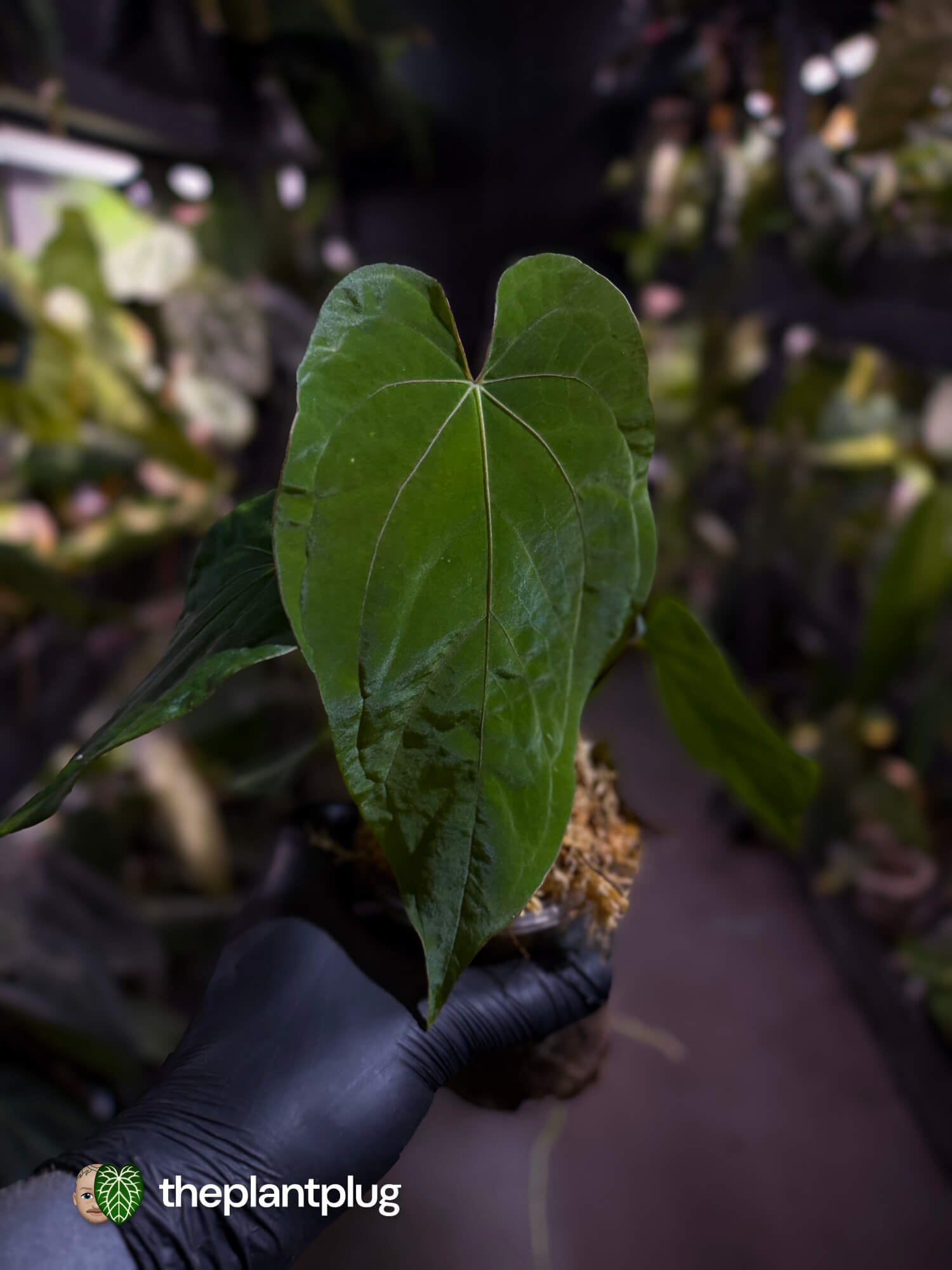 Anthurium ('Midnight Velvet' x pap) x kunayalense
