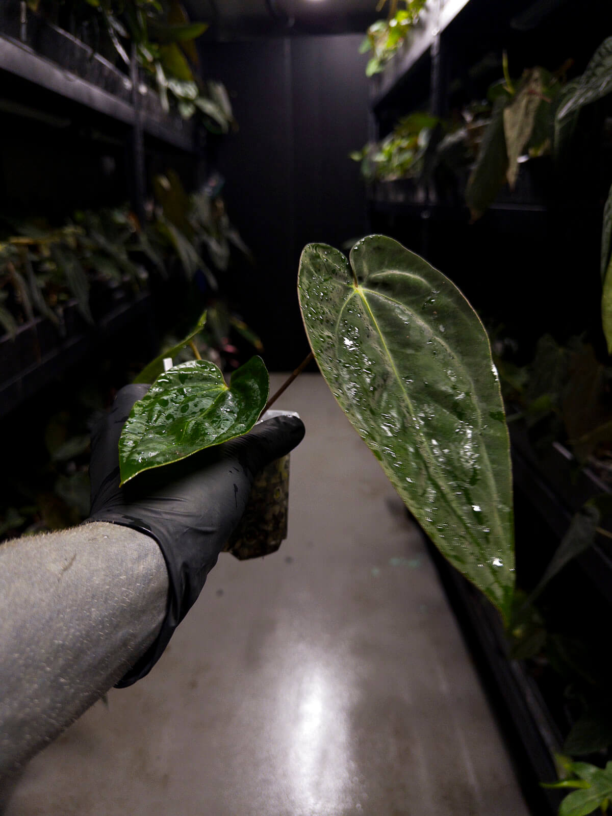 Anthurium #Beelzebub '3' • select holdback clone