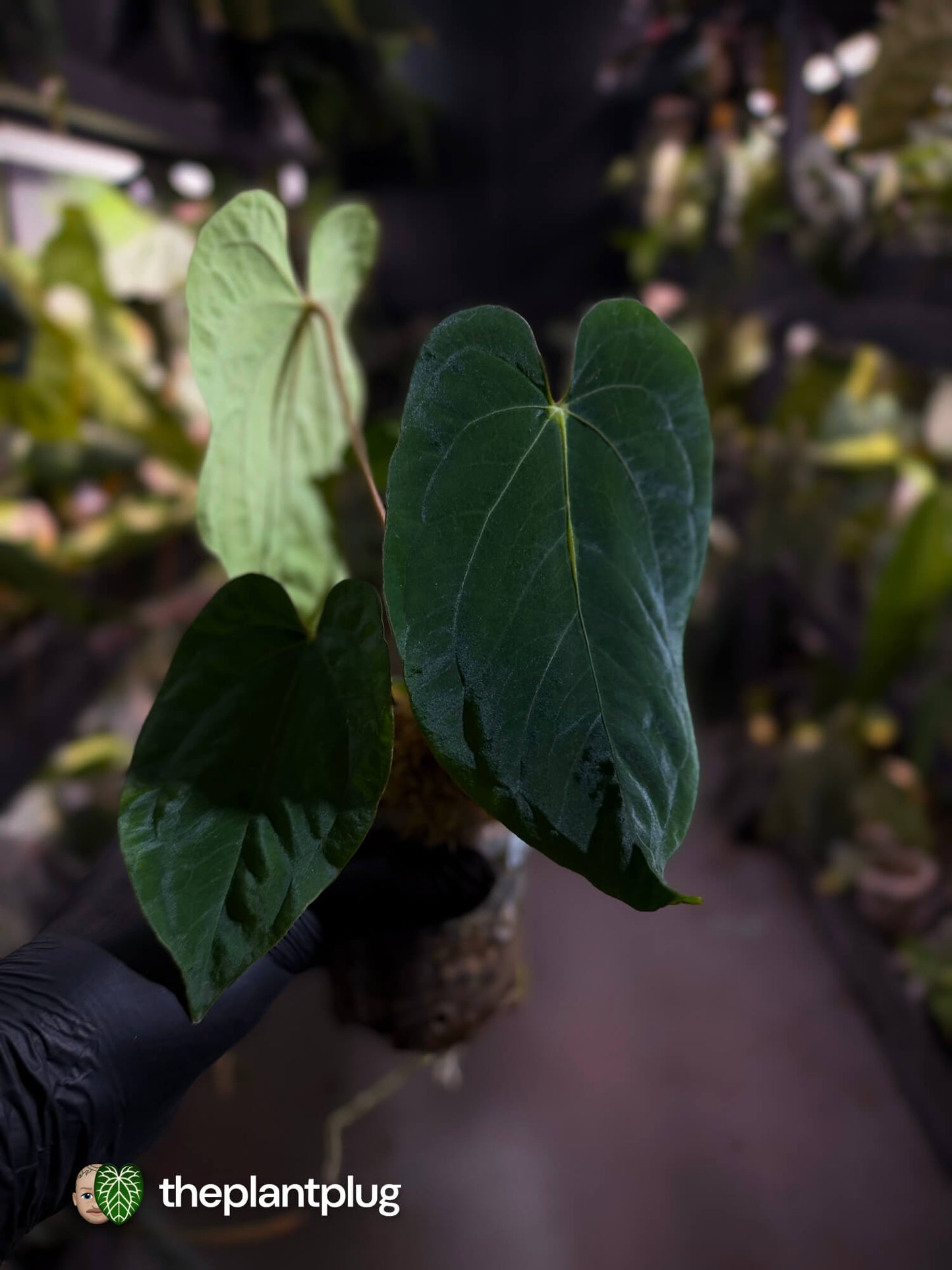 Anthurium ('Midnight Velvet' x pap) x kunayalense