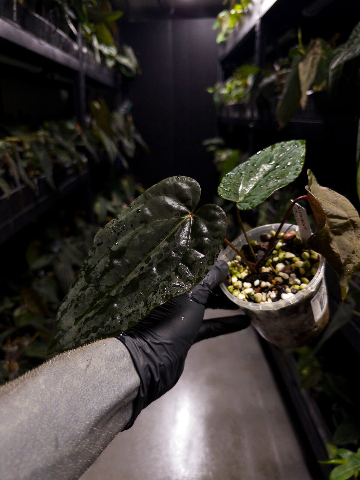 Anthurium #MidnightOwl