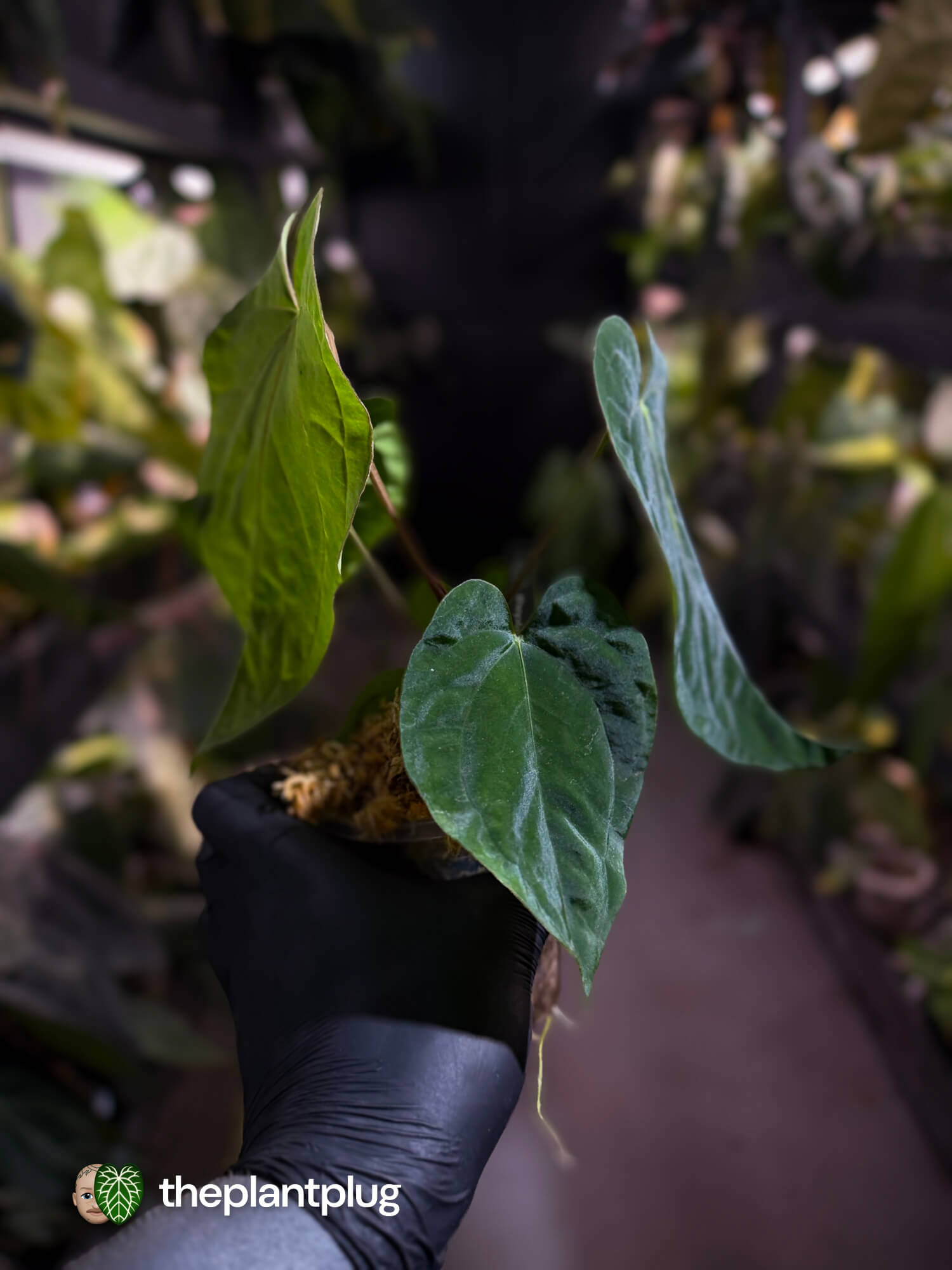Anthurium ('Midnight Velvet' x pap) x kunayalense