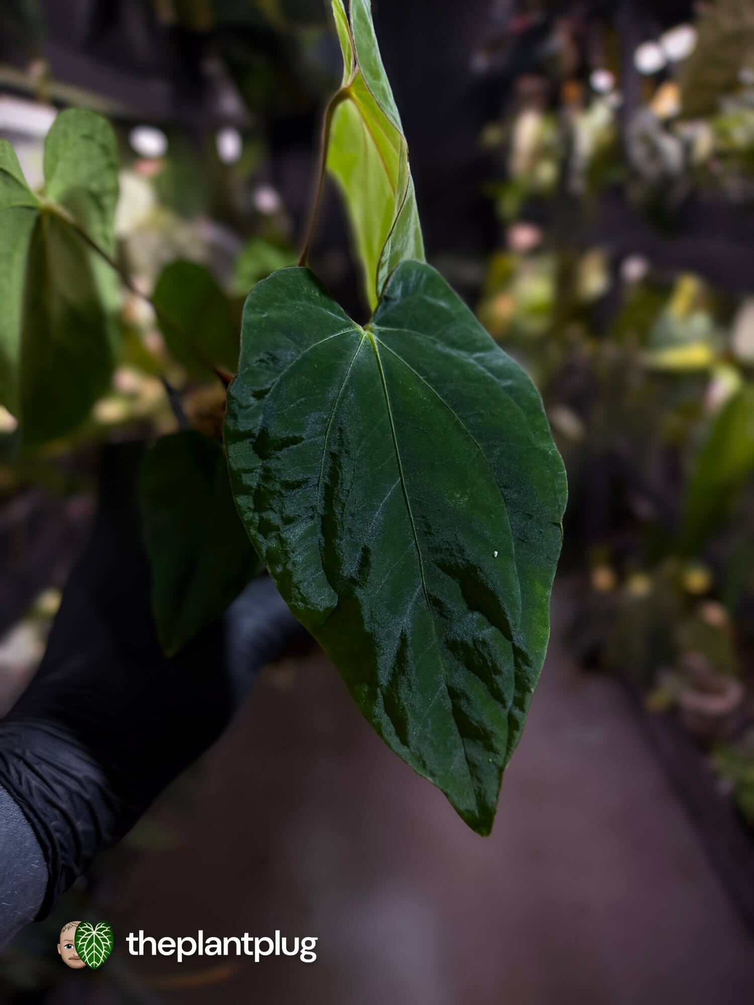 Anthurium ('Midnight Velvet' x pap) x kunayalense
