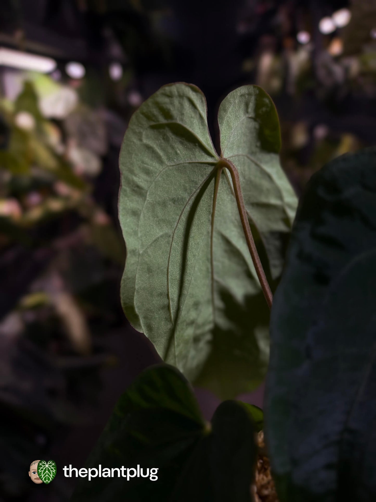 Anthurium ('Midnight Velvet' x pap) x kunayalense