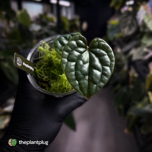 Anthurium luxurians • non-TC