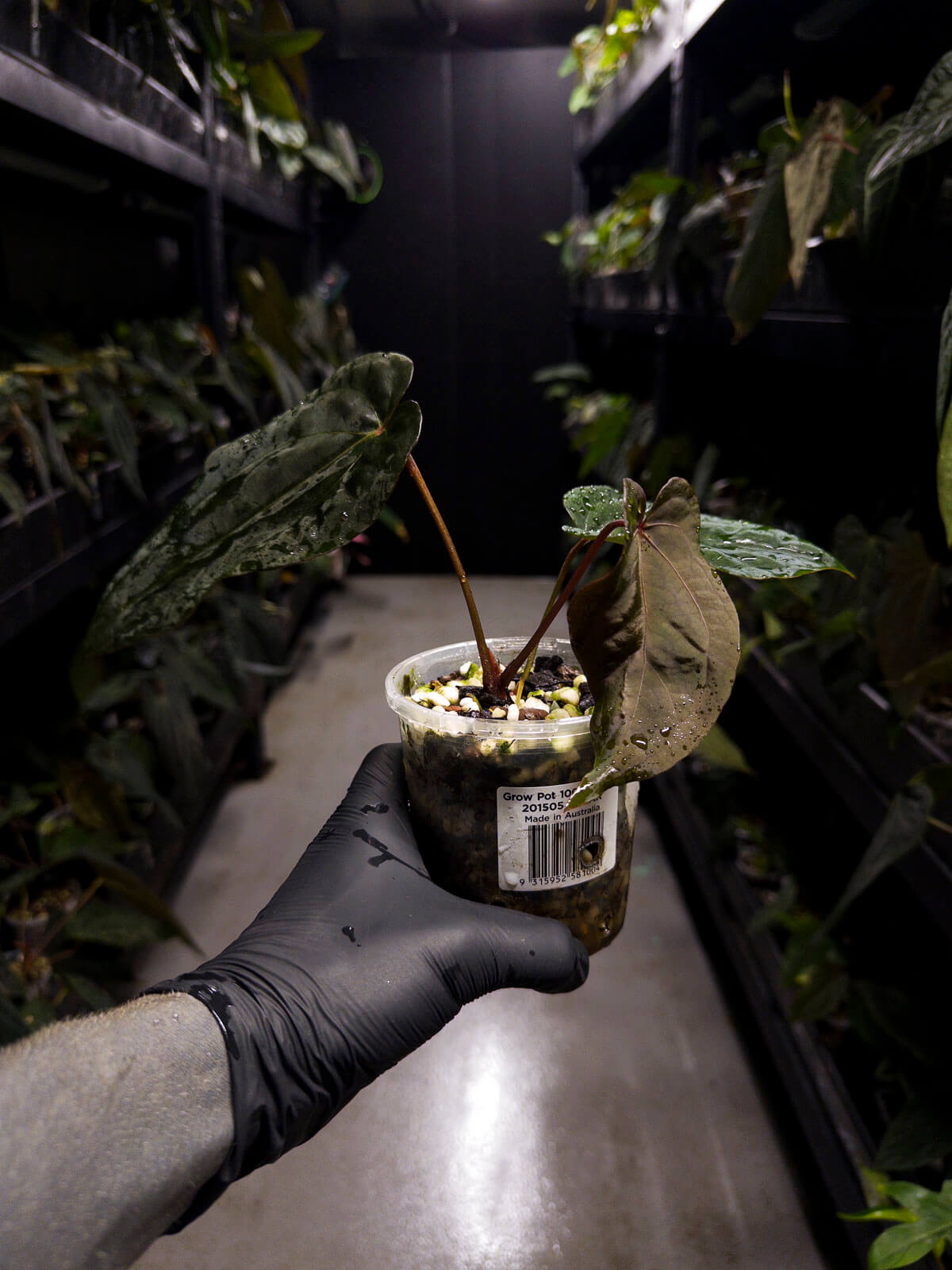 Anthurium #MidnightOwl