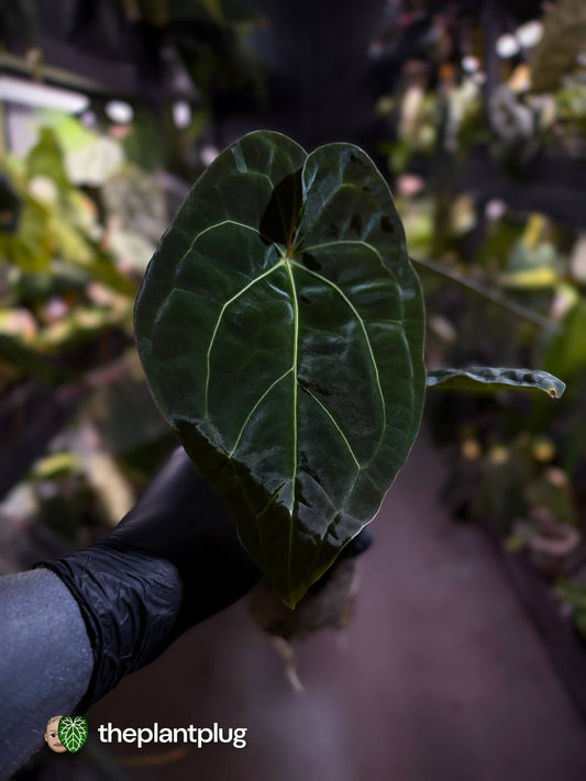 Anthurium forgetii hybrid variegated x besseae aff 'Elektra'