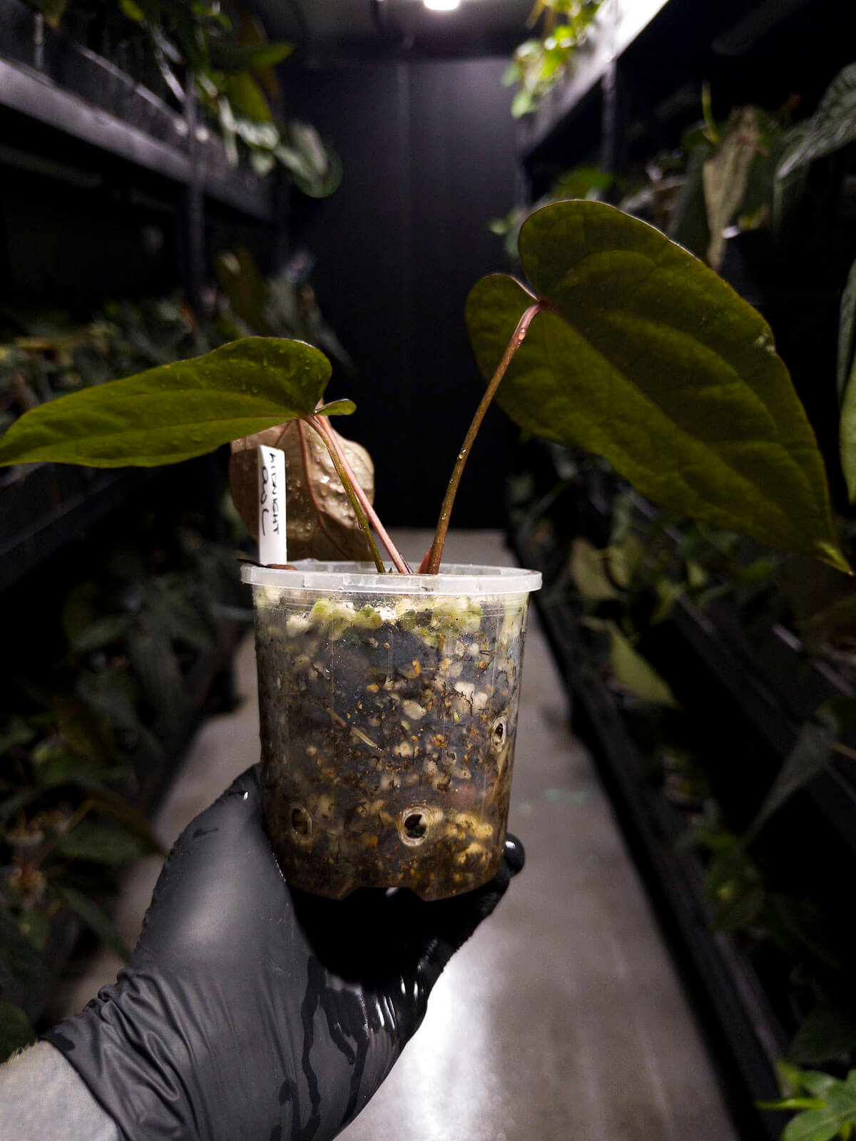 Anthurium #MidnightOwl