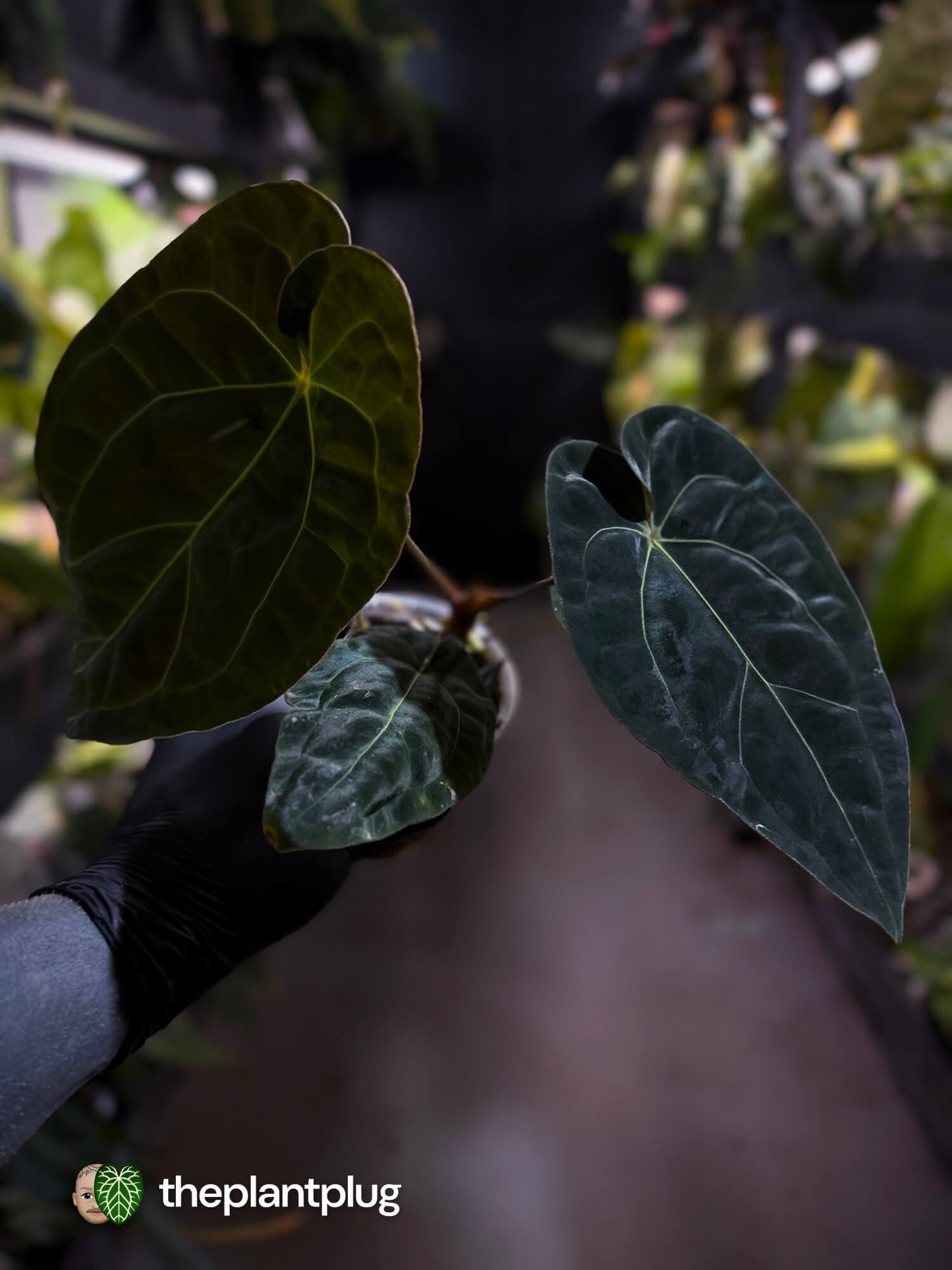 Anthurium forgetii hybrid variegated x besseae aff 'Elektra'