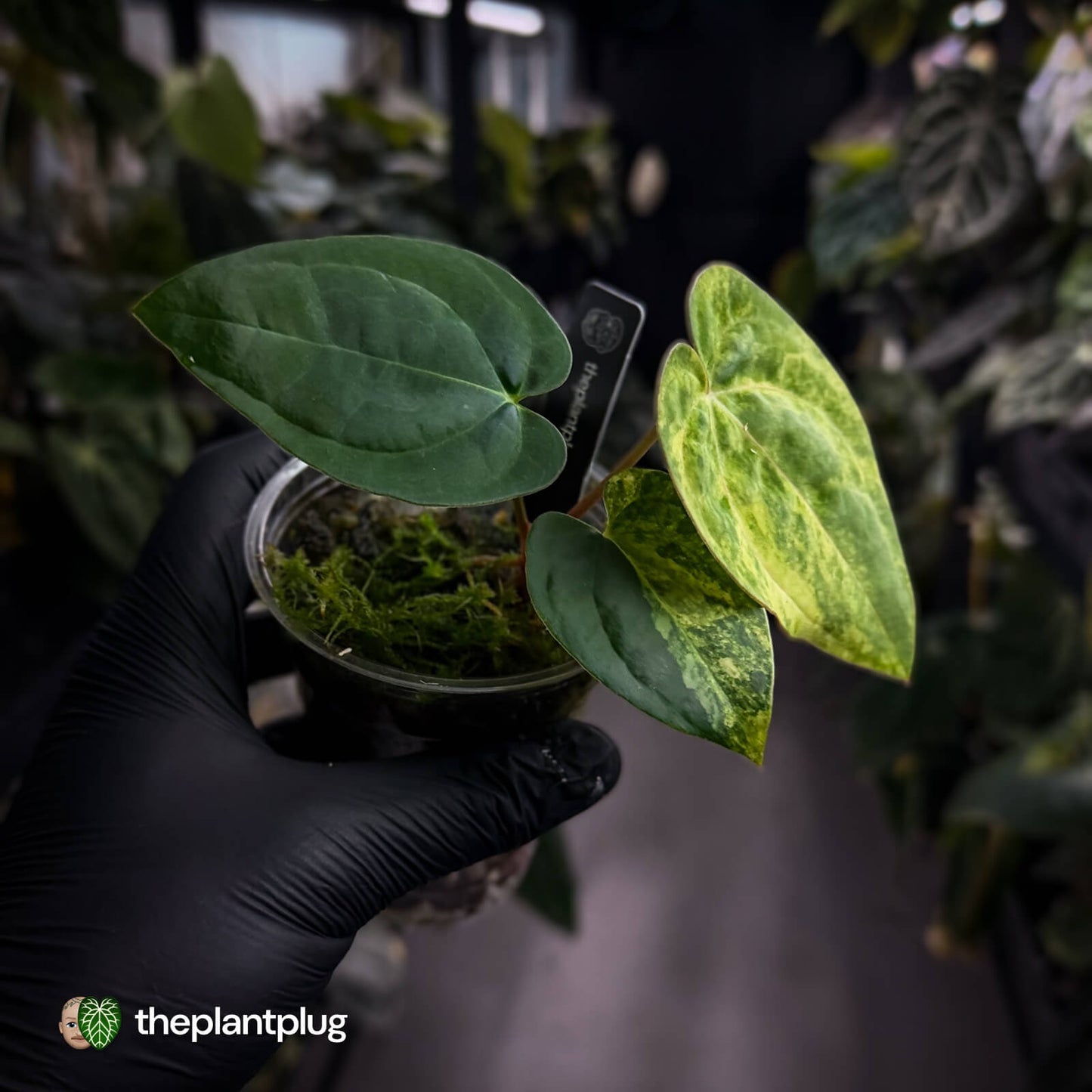 Anthurium (papillilaminum x) x dressleri 'RG' • variegated 🔥