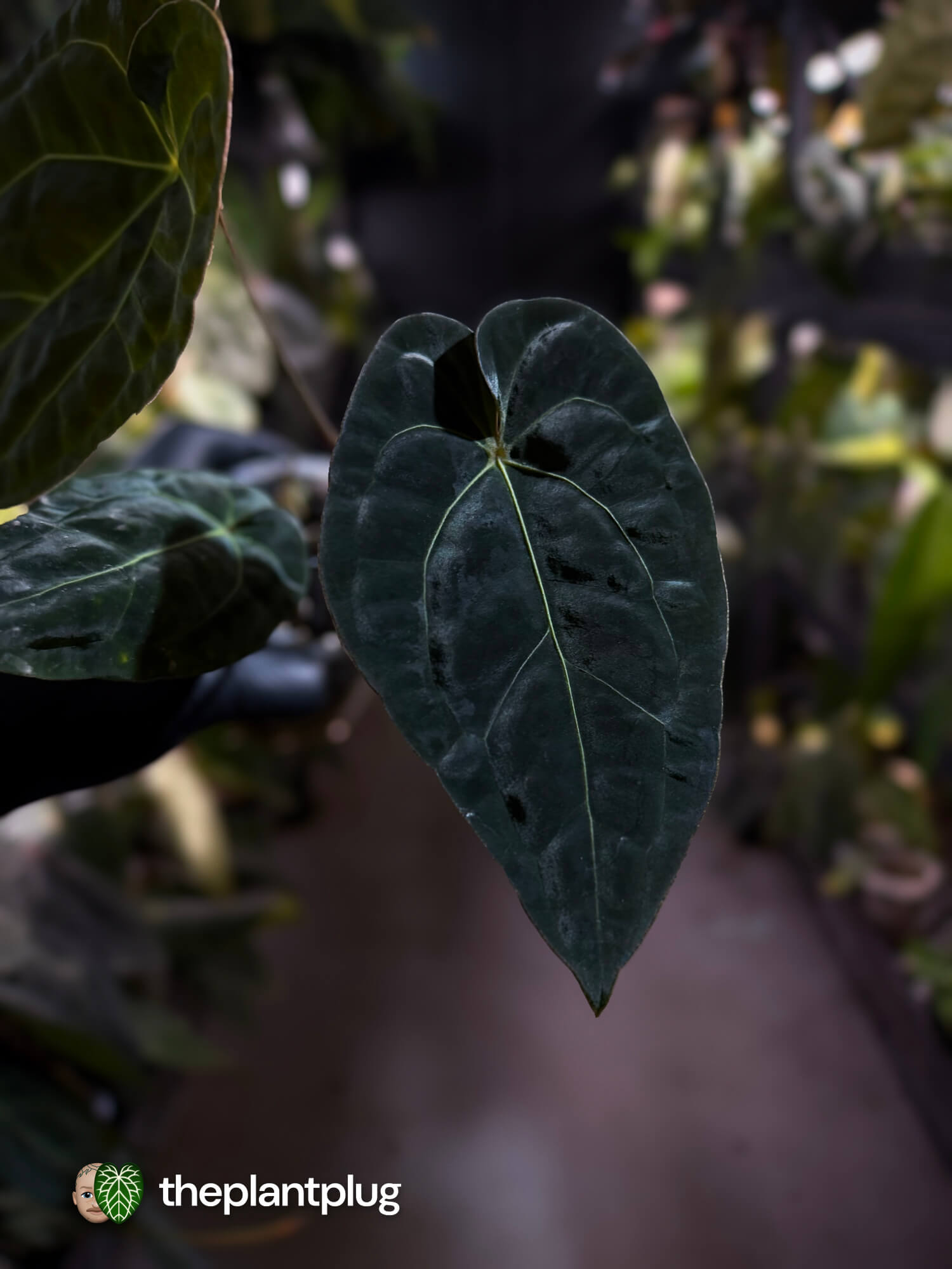 Anthurium forgetii hybrid variegated x besseae aff 'Elektra'