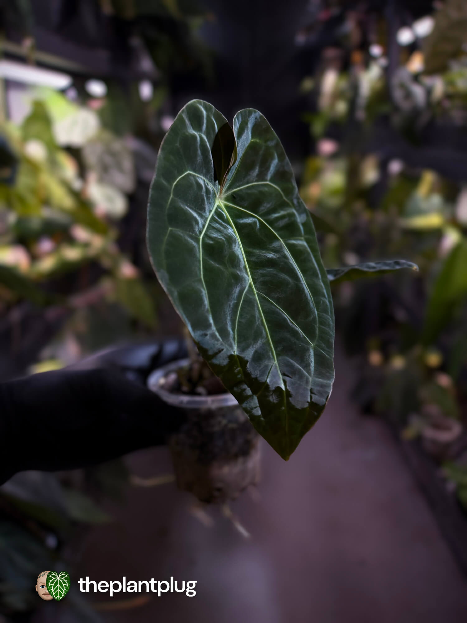 Anthurium forgetii hybrid variegated x besseae aff 'Elektra'