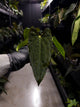 Anthurium papillilaminum x antolakii / 'BVEP'
