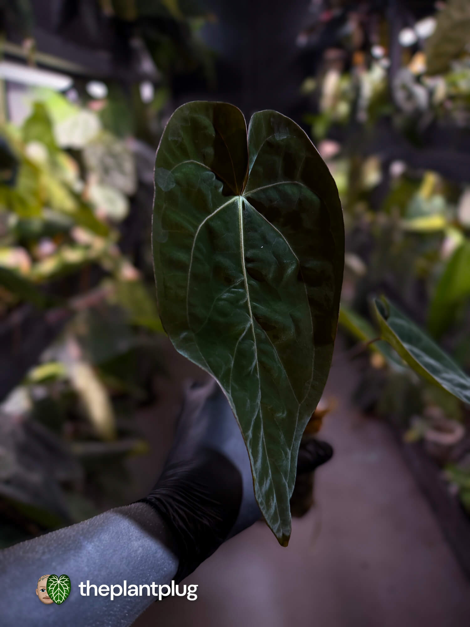 Anthurium #WaddleNOID x papillilaminum