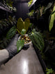 Anthurium papillilaminum x antolakii / 'BVEP'