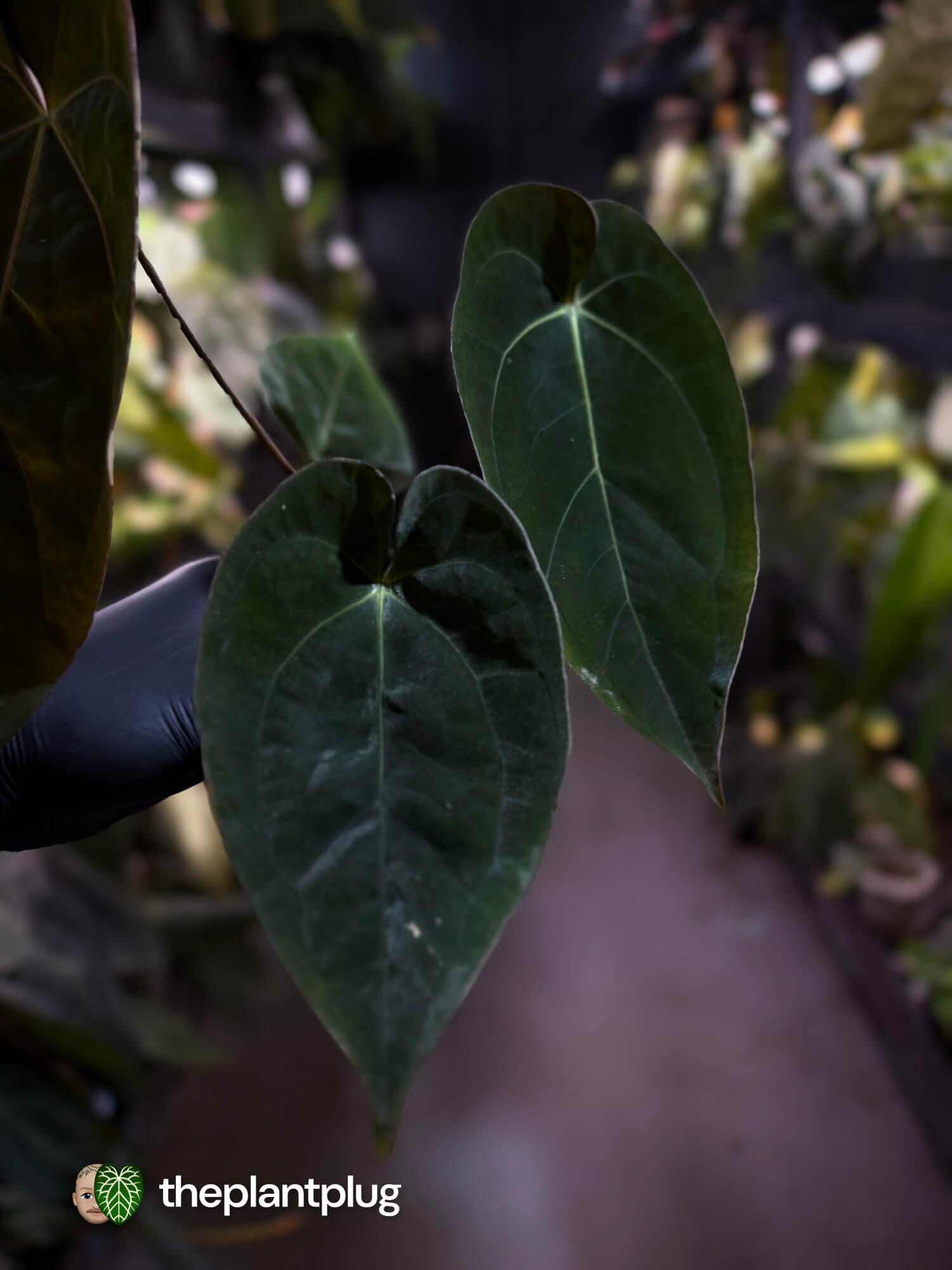 Anthurium #WaddleNOID x papillilaminum