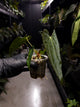 Anthurium papillilaminum x antolakii / 'BVEP'