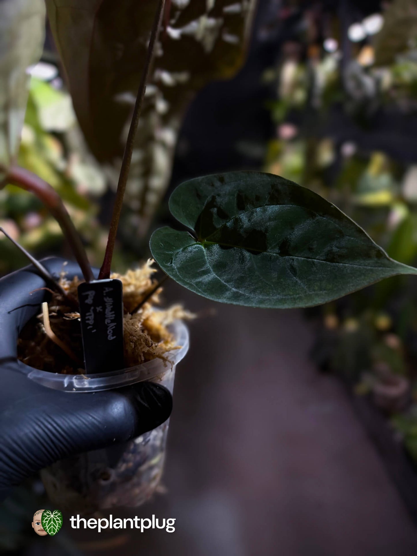 Anthurium #WaddleNOID x papillilaminum