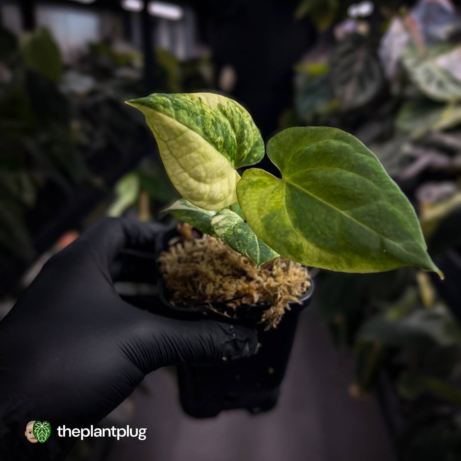 Anthurium pap hybrid x pap hybrid • variegated  🌟